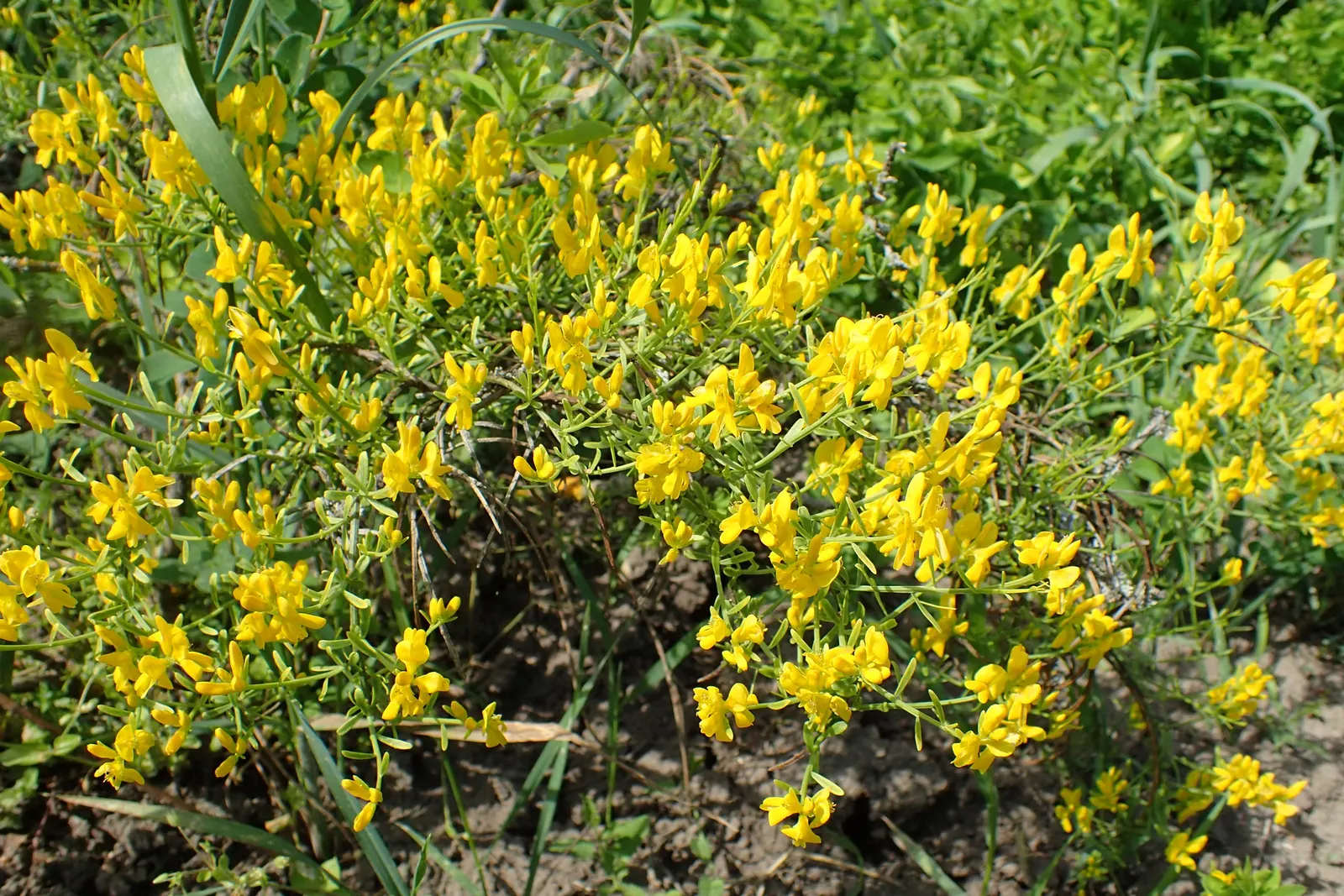 Woadwaxen (Genista Lydia) — It is particularly drought-tolerant once established; though well-drained soil is preferable