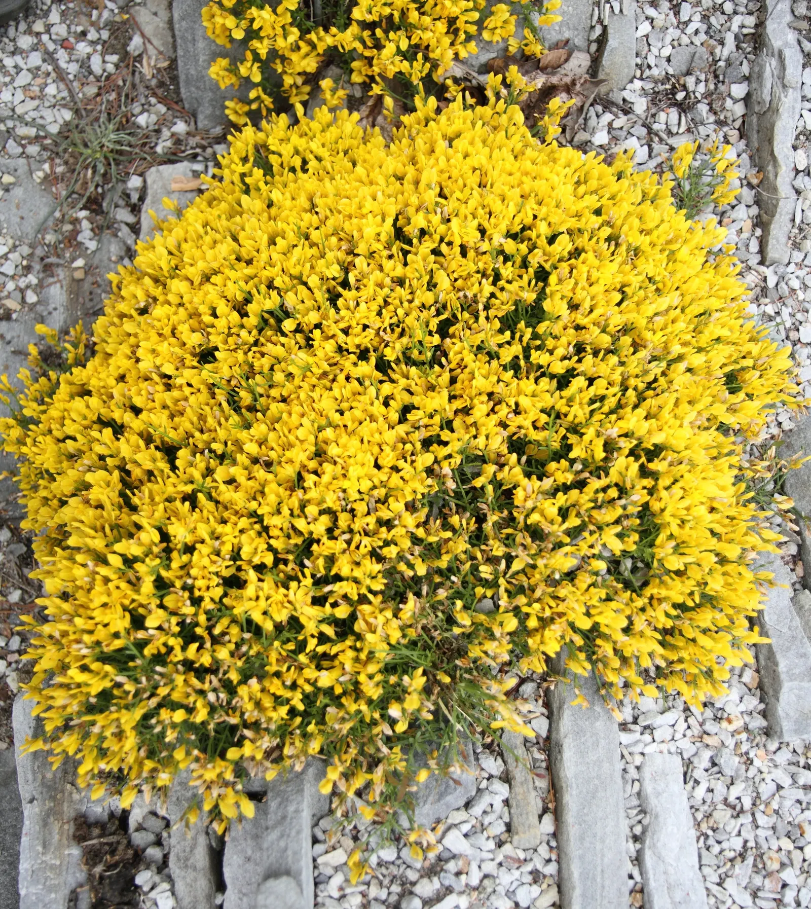 Woadwaxen (Genista Lydia) — which serve as an exquisite backdrop to its vivid yellow blooms