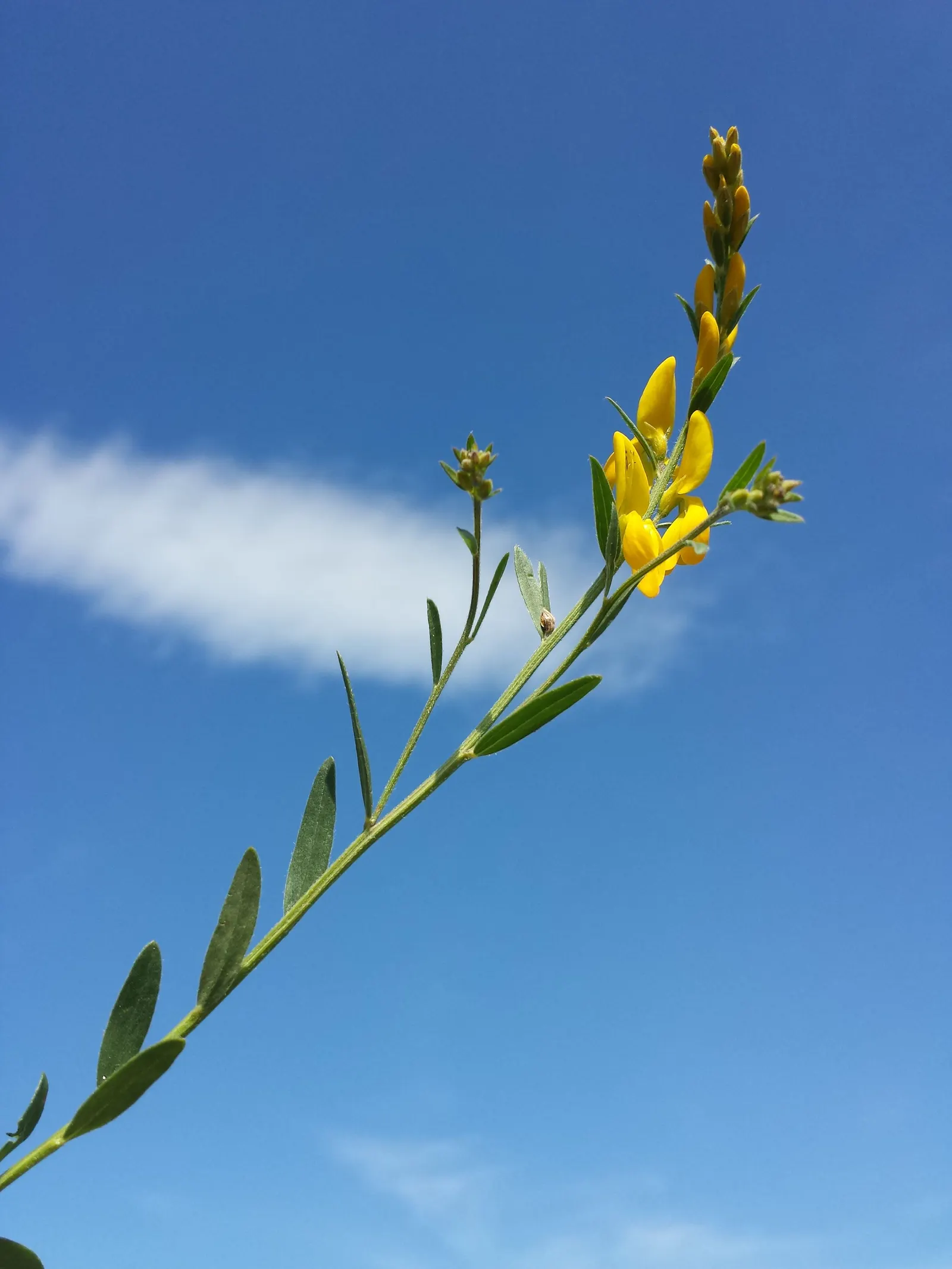 Woadwaxen (Genista Lydia) — Flowering primarily in late spring to early summer; resilient presence in the garden, image 96