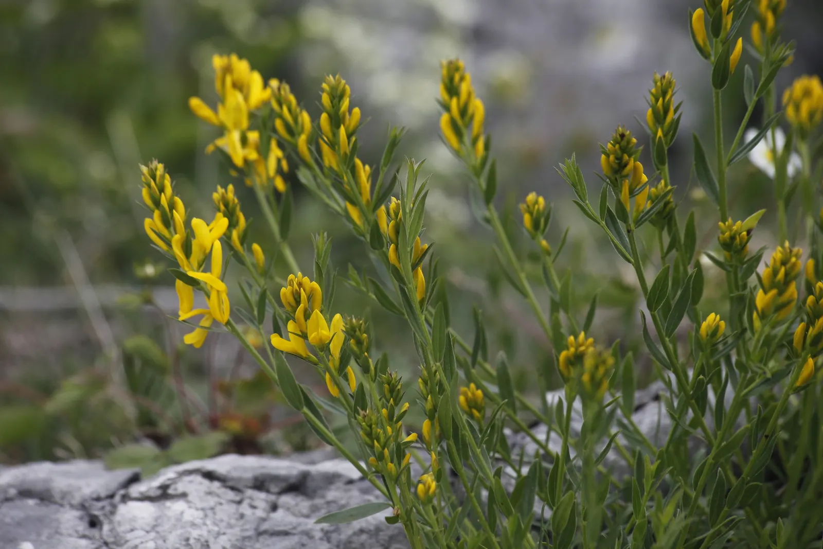 Woadwaxen (Genista Lydia) — ground cover / shrub for full