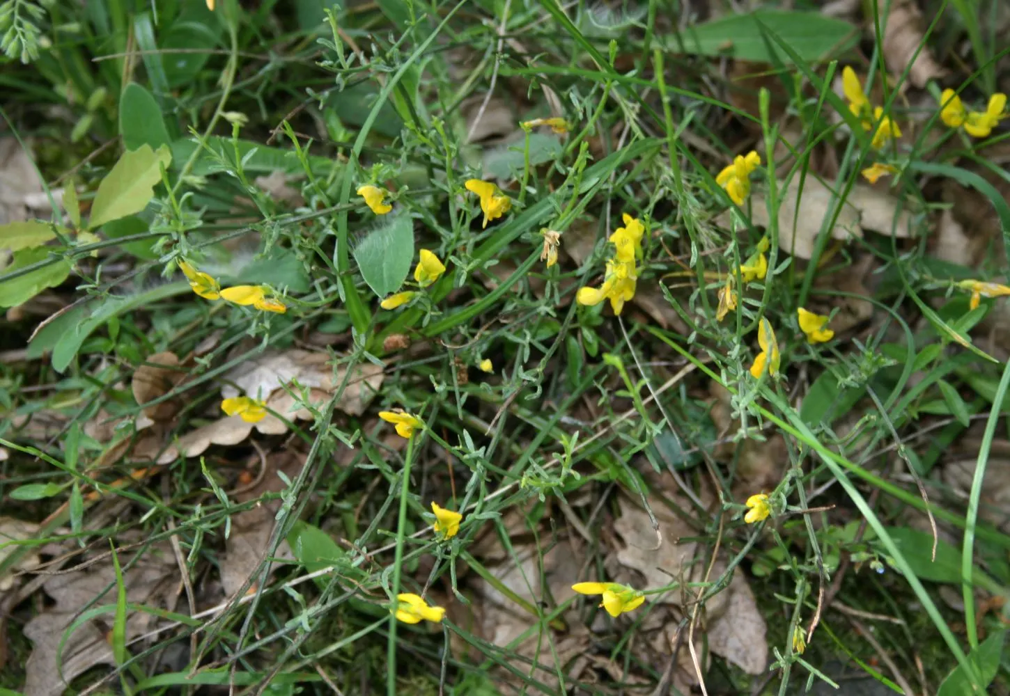 Woadwaxen (Genista Lydia) — Its fine-textured foliage adorns arching branches; resilient presence in the garden