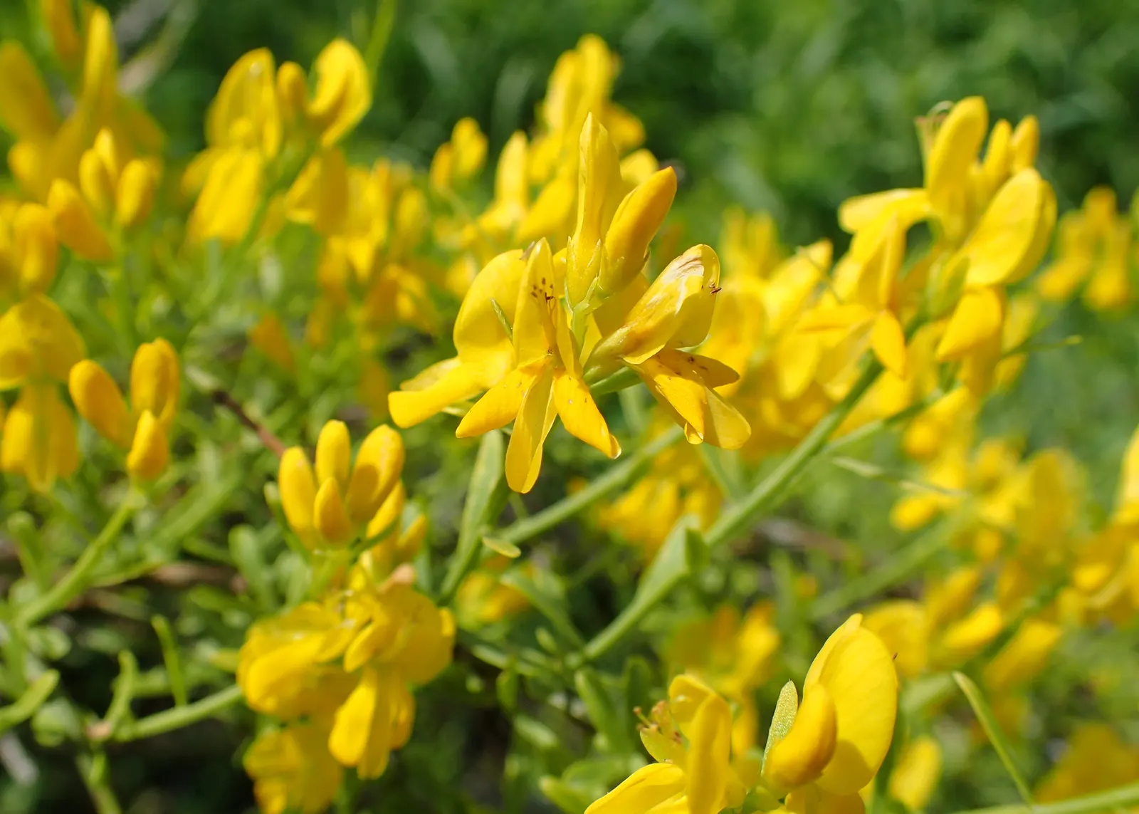 Woadwaxen (Genista Lydia) — Its fine-textured foliage adorns arching branches