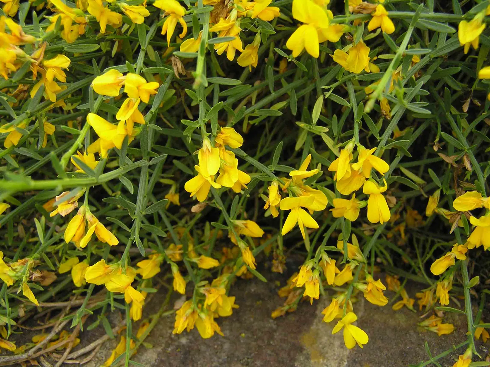 Woadwaxen (Genista Lydia) — spreads out to an approximate width of 2 to 3 feet; which serve as an exquisite backdrop to its vivid yellow blooms