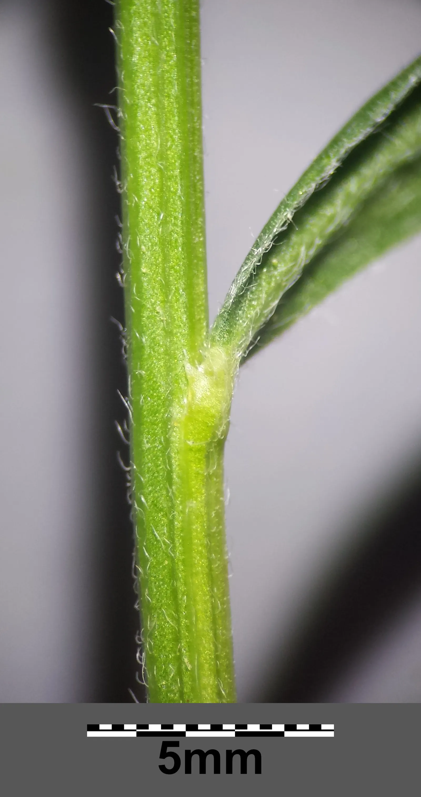 Woadwaxen (Genista Lydia) — It is particularly drought-tolerant once established; though well-drained soil is preferable, image 75