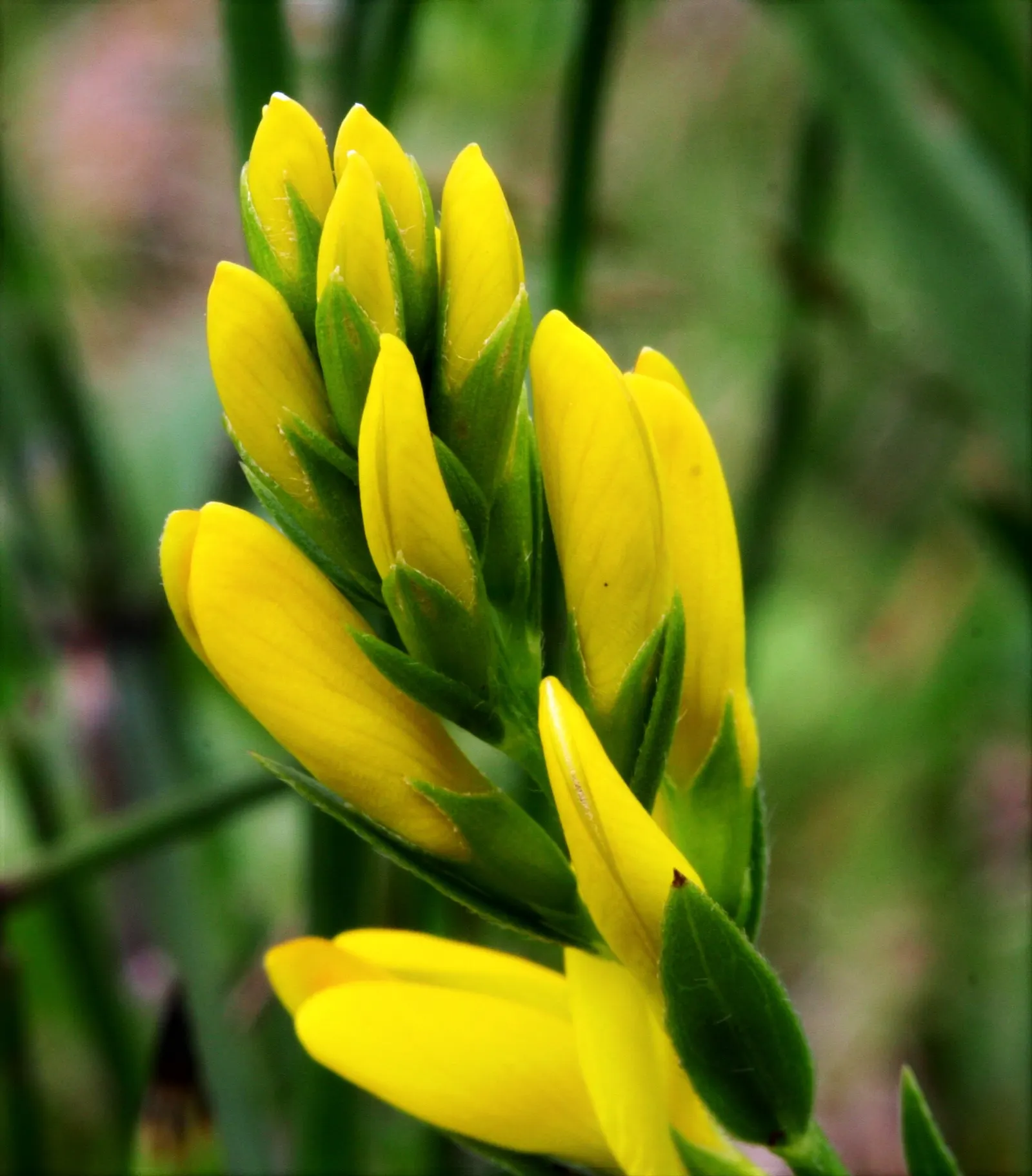 Woadwaxen (Genista Lydia) — reaching 1-2 feet tall with a spread of 2-3 feet; which serve as an exquisite backdrop to its vivid yellow blooms