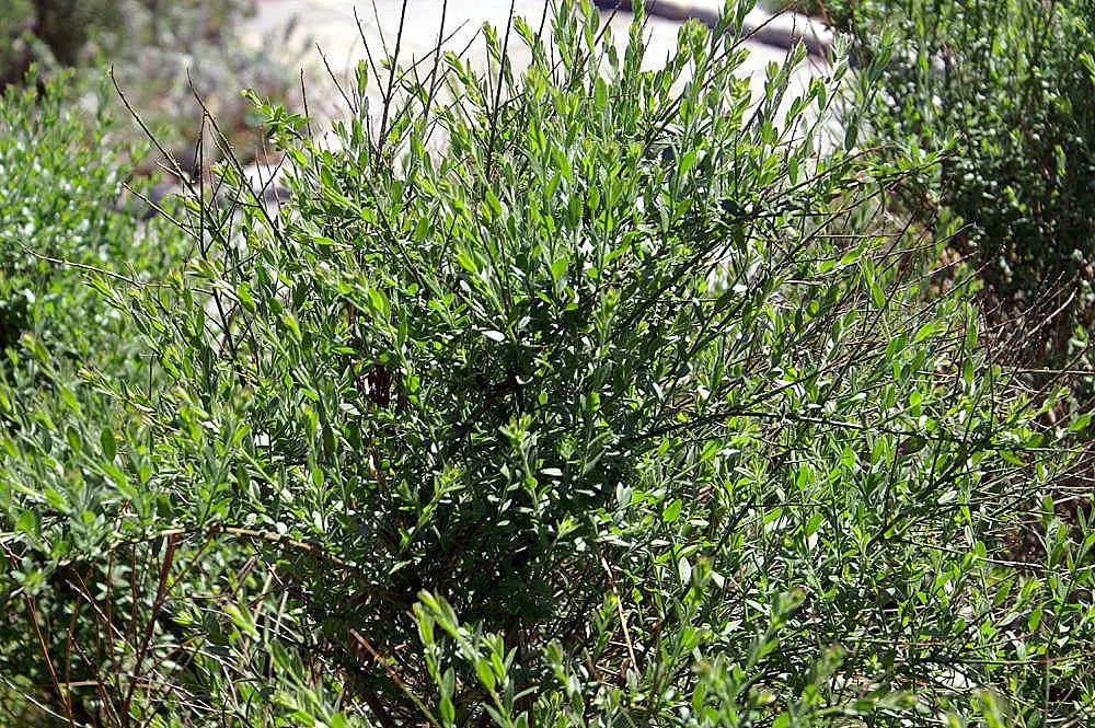 Woadwaxen (Genista Lydia) — creating a dazzling display of color for several weeks