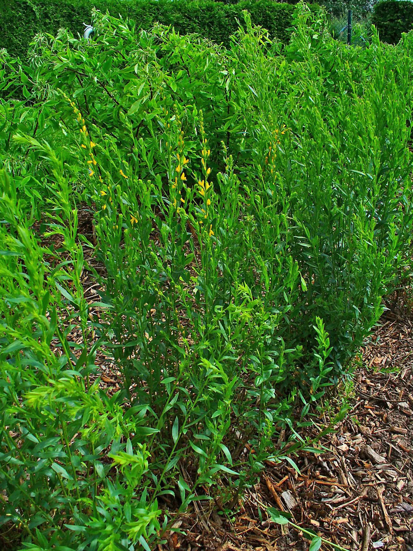 Woadwaxen (Genista Lydia) — as its flowers are attractive to bees
