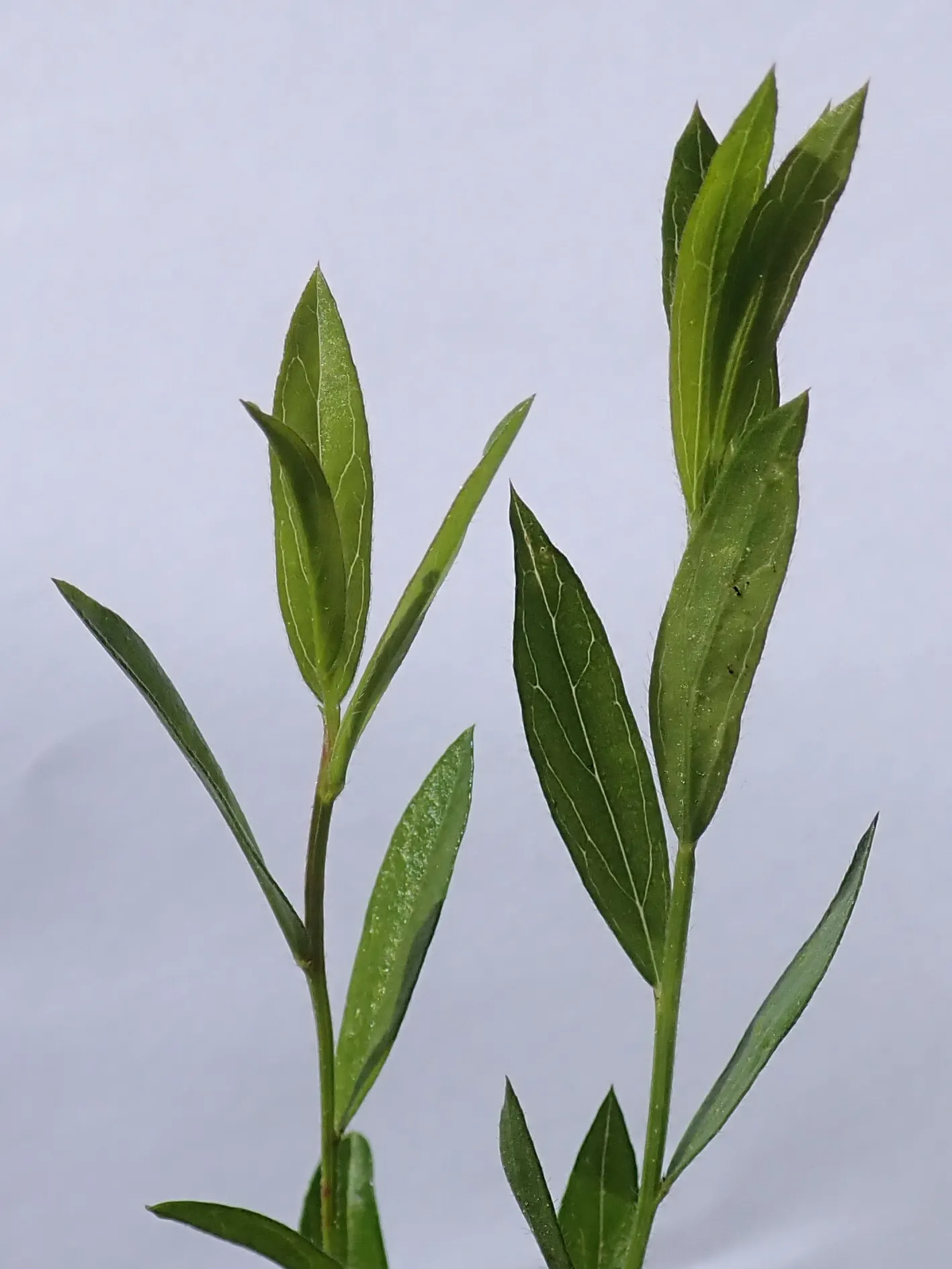 Woadwaxen (Genista Lydia) — reaching 1-2 feet tall with a spread of 2-3 feet