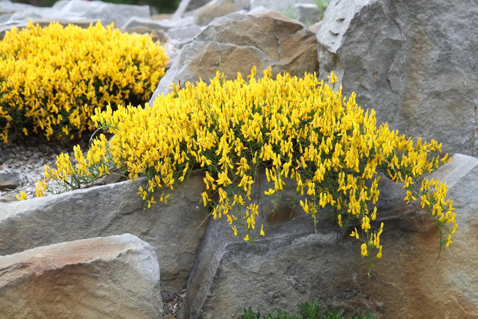 Woadwaxen (Genista Lydia) — It is particularly drought-tolerant once established