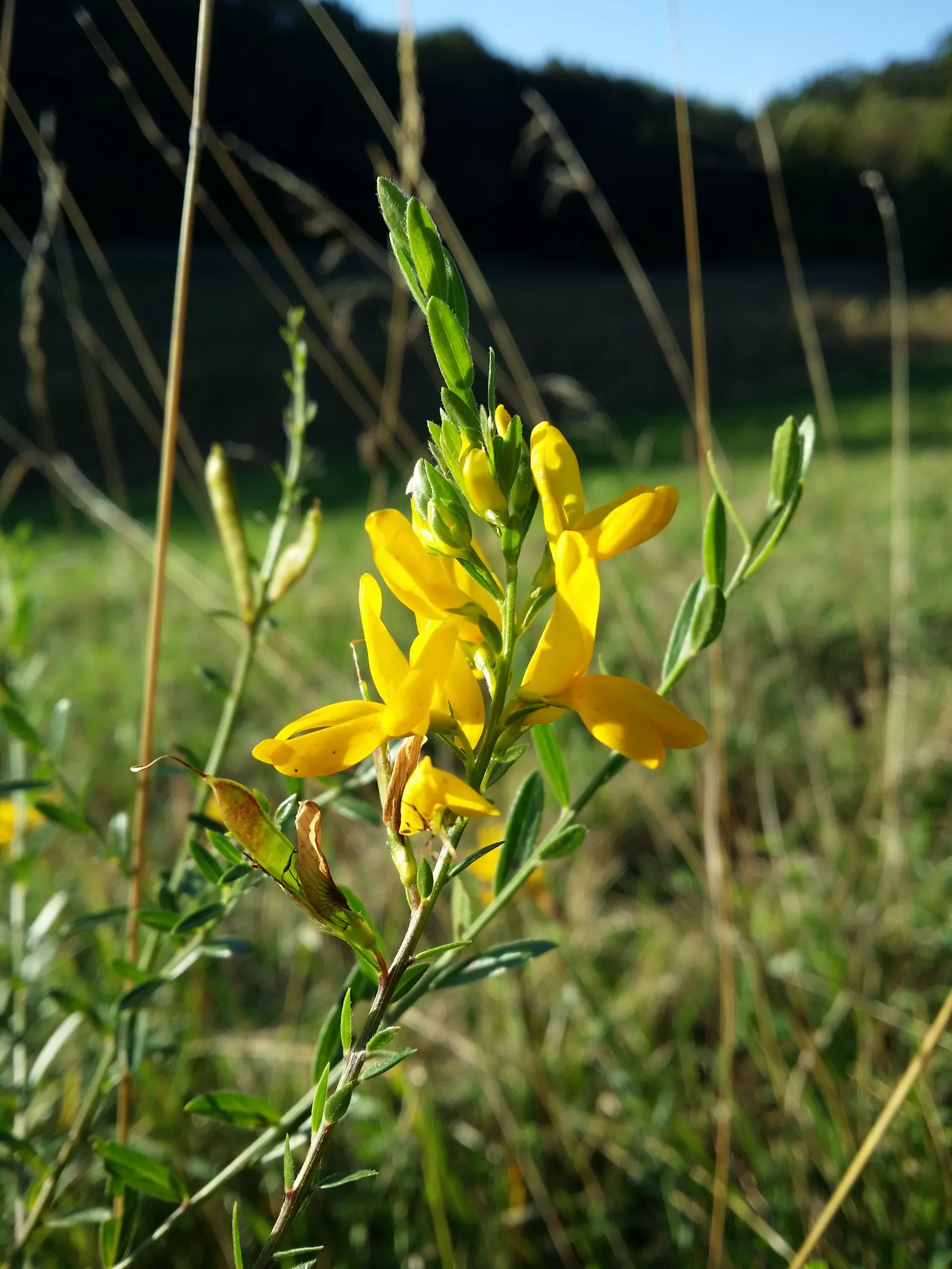 Woadwaxen (Genista Lydia) — reaching 1-2 feet tall with a spread of 2-3 feet; which serve as an exquisite backdrop to its vivid yellow blooms, image 86