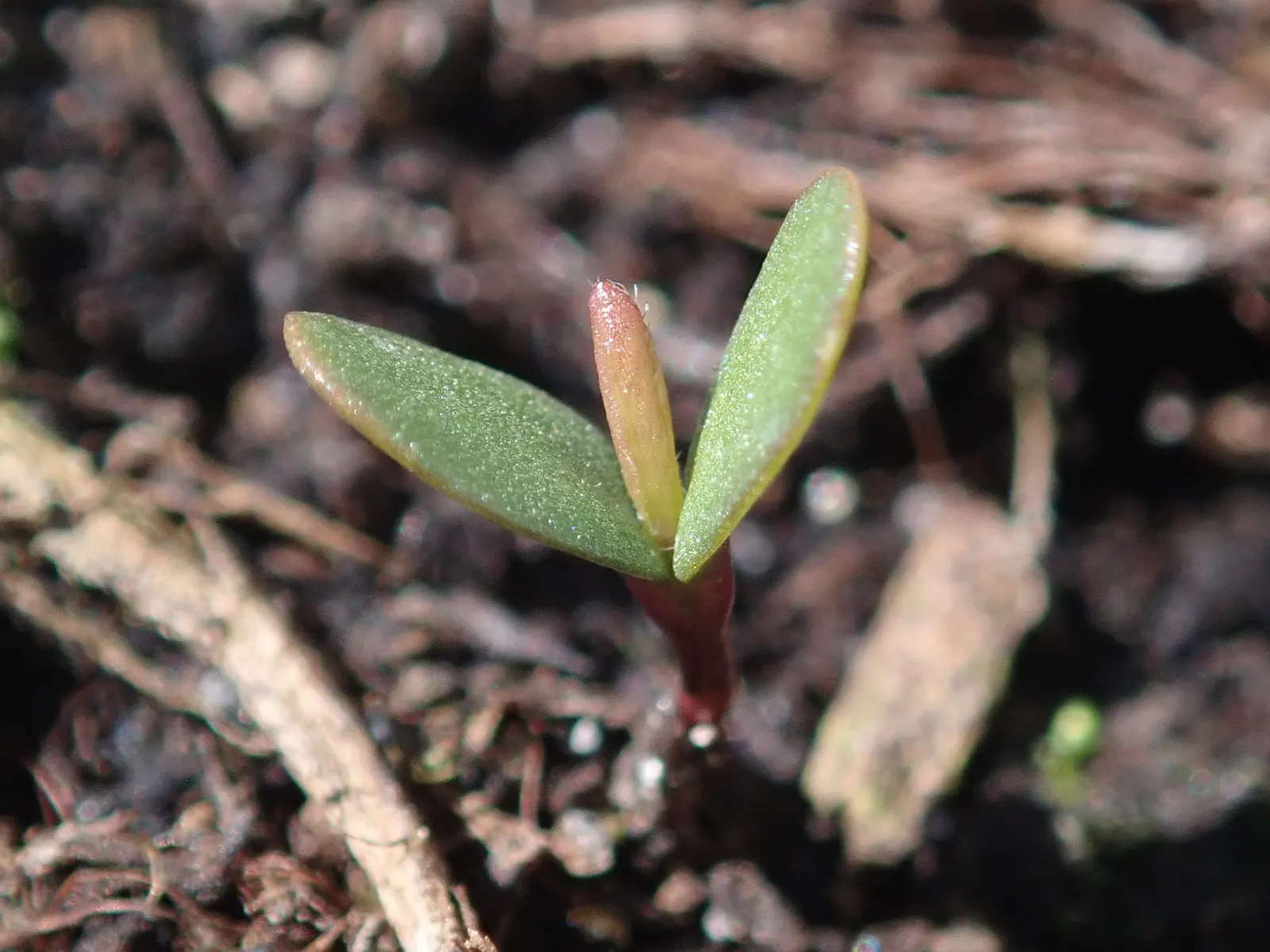Woadwaxen (Genista Lydia) — scientifically known as Genista lydia; though well-drained soil is preferable, image 91