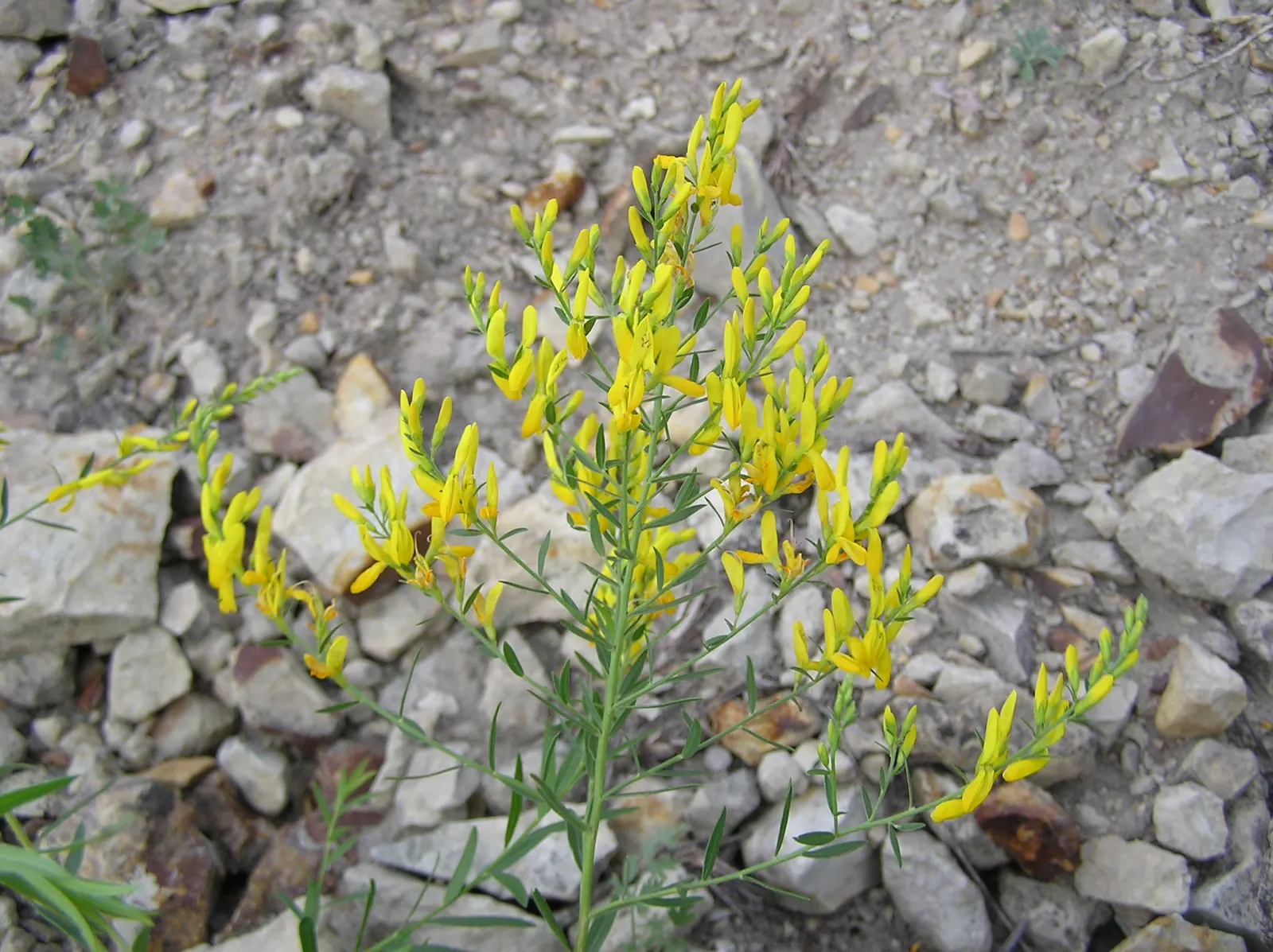 Woadwaxen (Genista Lydia) — scientifically known as Genista lydia; though well-drained soil is preferable