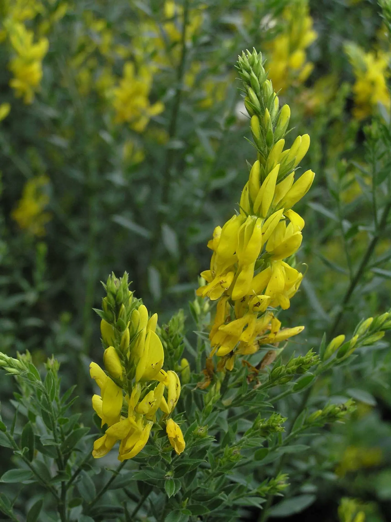 Woadwaxen (Genista Lydia) — ground cover / shrub with yellow blooms; though well-drained soil is preferable