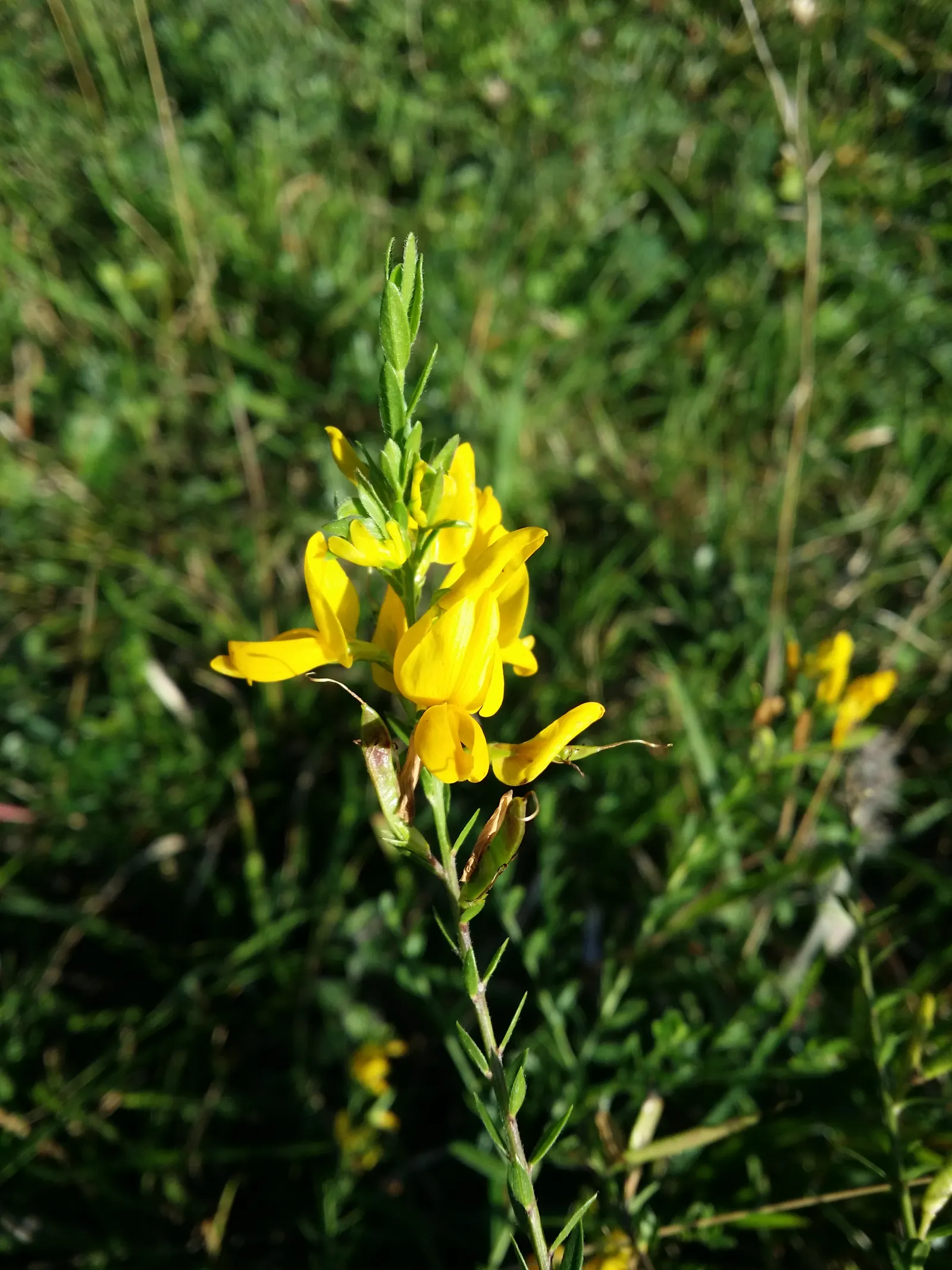 Woadwaxen (Genista Lydia) — As a low-maintenance addition to the landscape; though well-drained soil is preferable, image 79