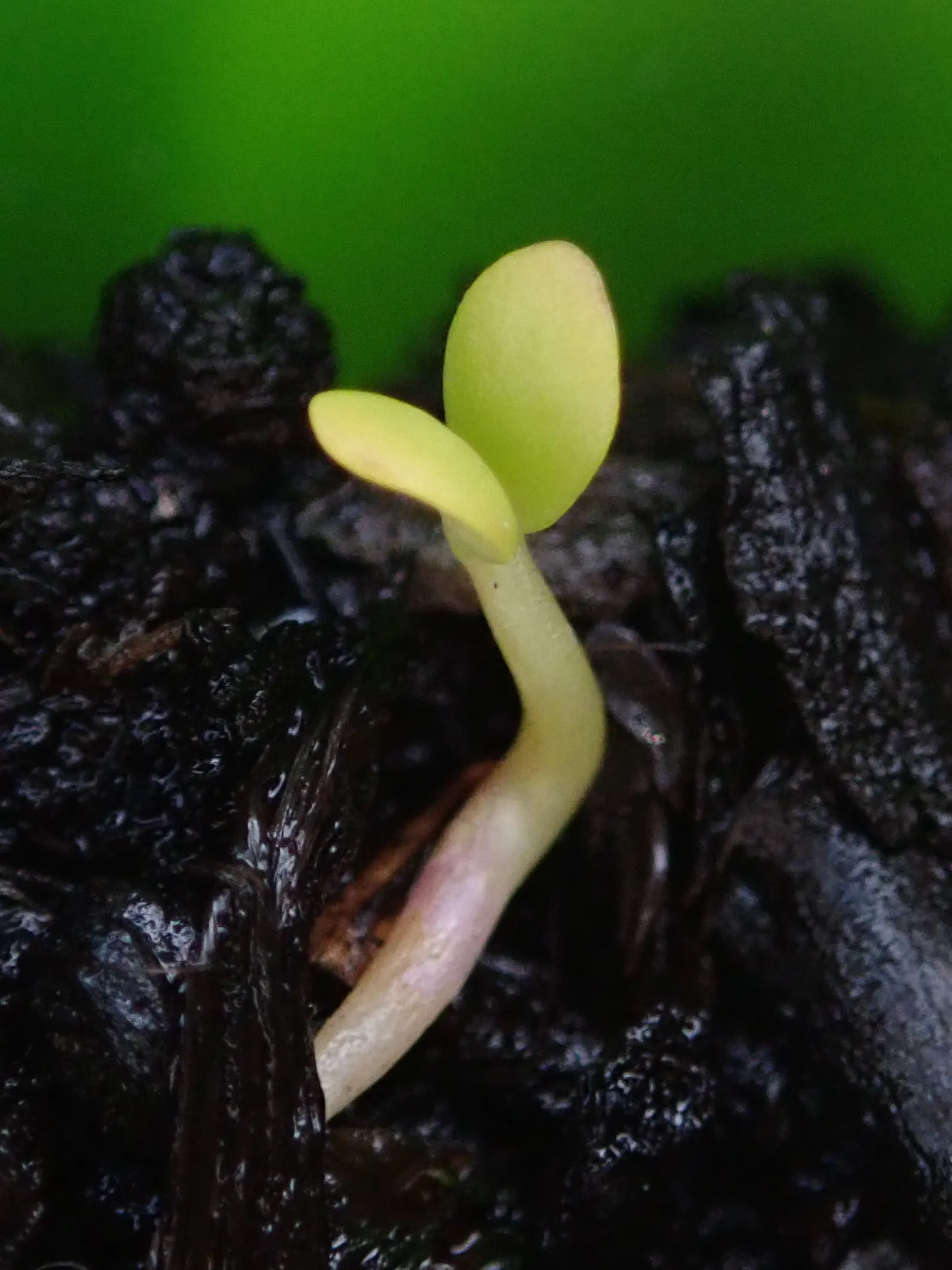 Woadwaxen (Genista Lydia) — creating a low-mounded form; its fine-textured foliage adorns arching branches, image 89