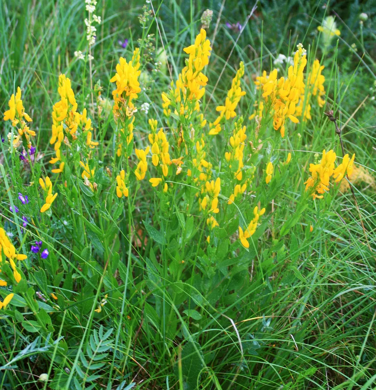 Woadwaxen (Genista Lydia) — spreads out to an approximate width of 2 to 3 feet