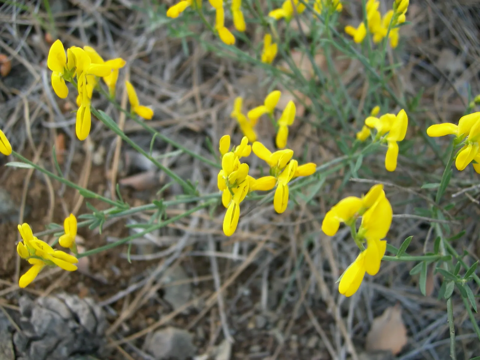 Woadwaxen (Genista Lydia) — creating a dazzling display of color for several weeks; which serve as an exquisite backdrop to its vivid yellow blooms, image 70