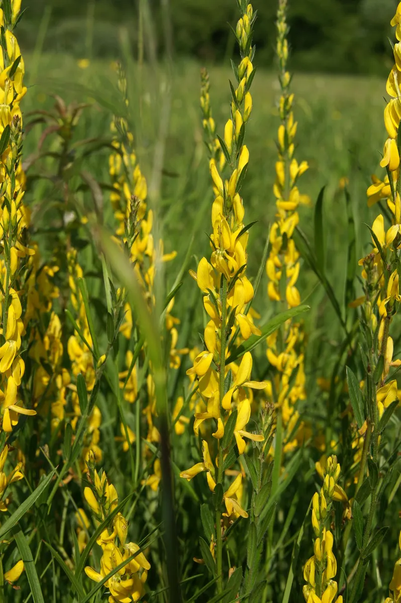 Woadwaxen (Genista Lydia) — often full-grown to a modest height of 1 to 2 feet