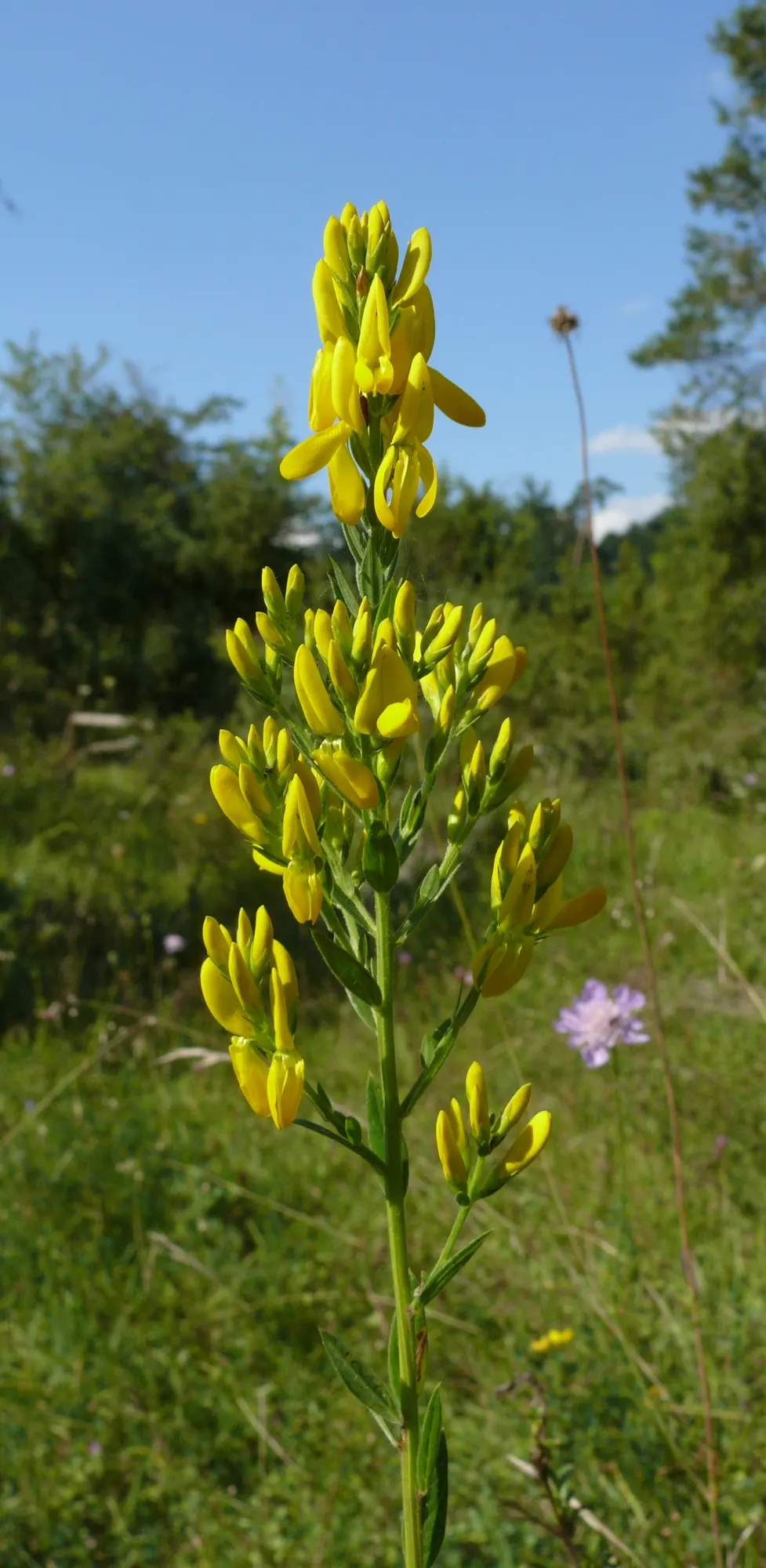 Woadwaxen (Genista Lydia) — spreads out to an approximate width of 2 to 3 feet; which serve as an exquisite backdrop to its vivid yellow blooms, image 66