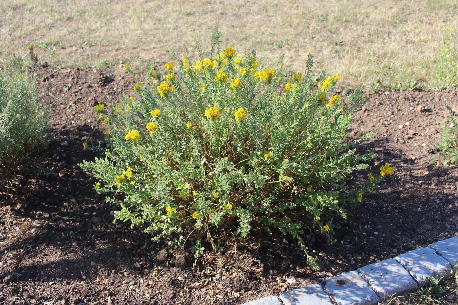 Woadwaxen (Genista Lydia) — ground cover / shrub for full; resilient presence in the garden, image 84