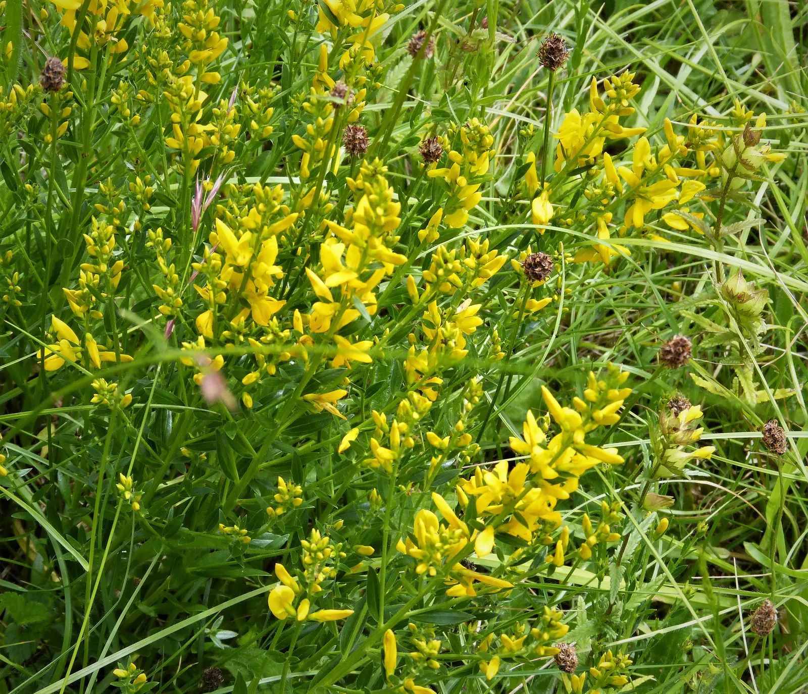 Woadwaxen (Genista Lydia) — is an enchanting deciduous shrub that brings vibrant color and texture to any landscape design; resilient presence in, image 92