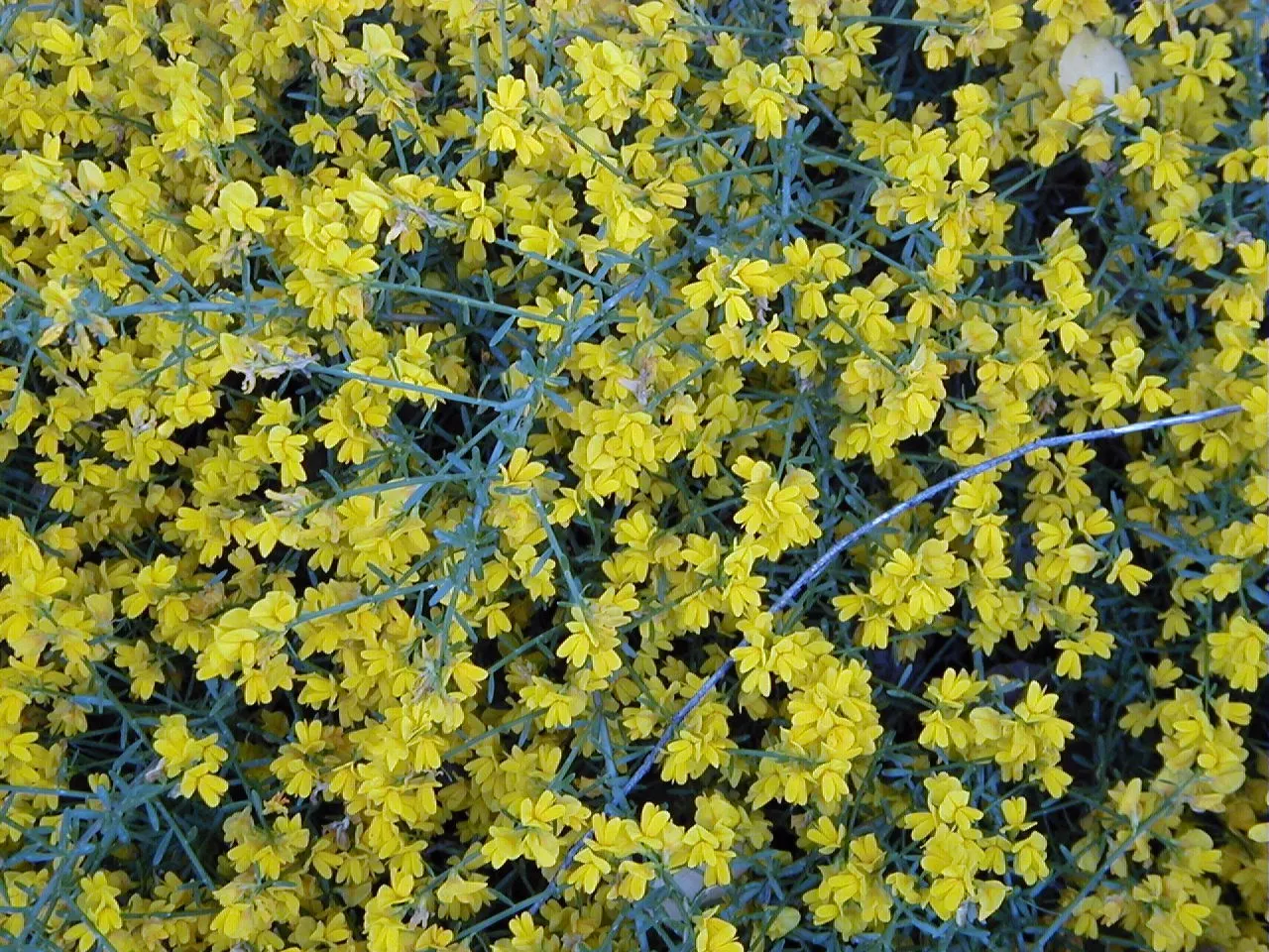 Woadwaxen (Genista Lydia) — ground cover / shrub for full; resilient presence in the garden