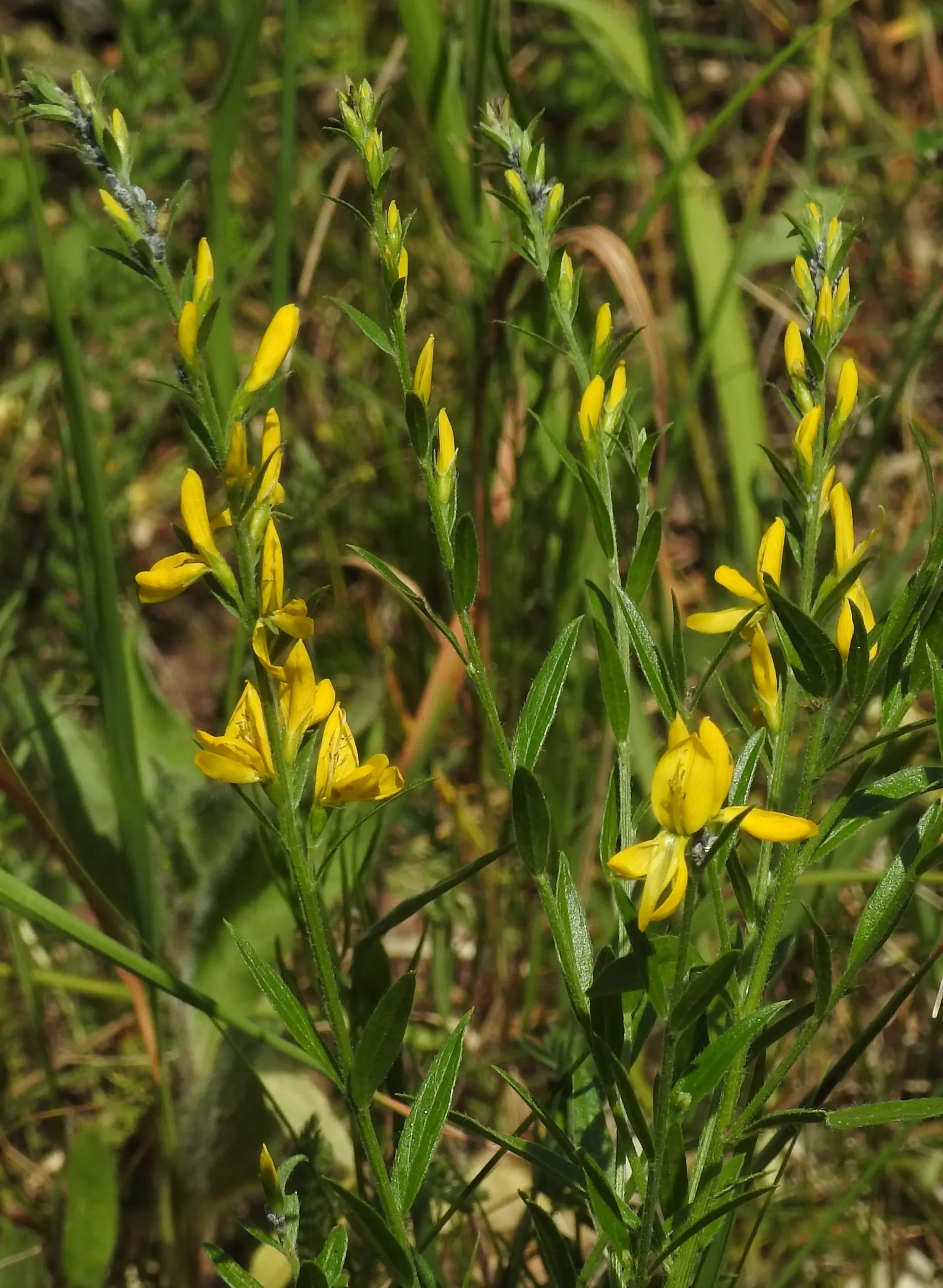Woadwaxen (Genista Lydia) — as its flowers are attractive to bees; which serve as an exquisite backdrop to its vivid yellow blooms, image 78