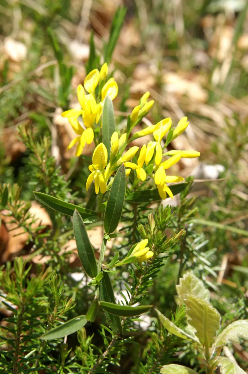 Woadwaxen (Genista Lydia) — which serve as an exquisite backdrop to its vivid yellow blooms; though well-drained soil is preferable, image 67