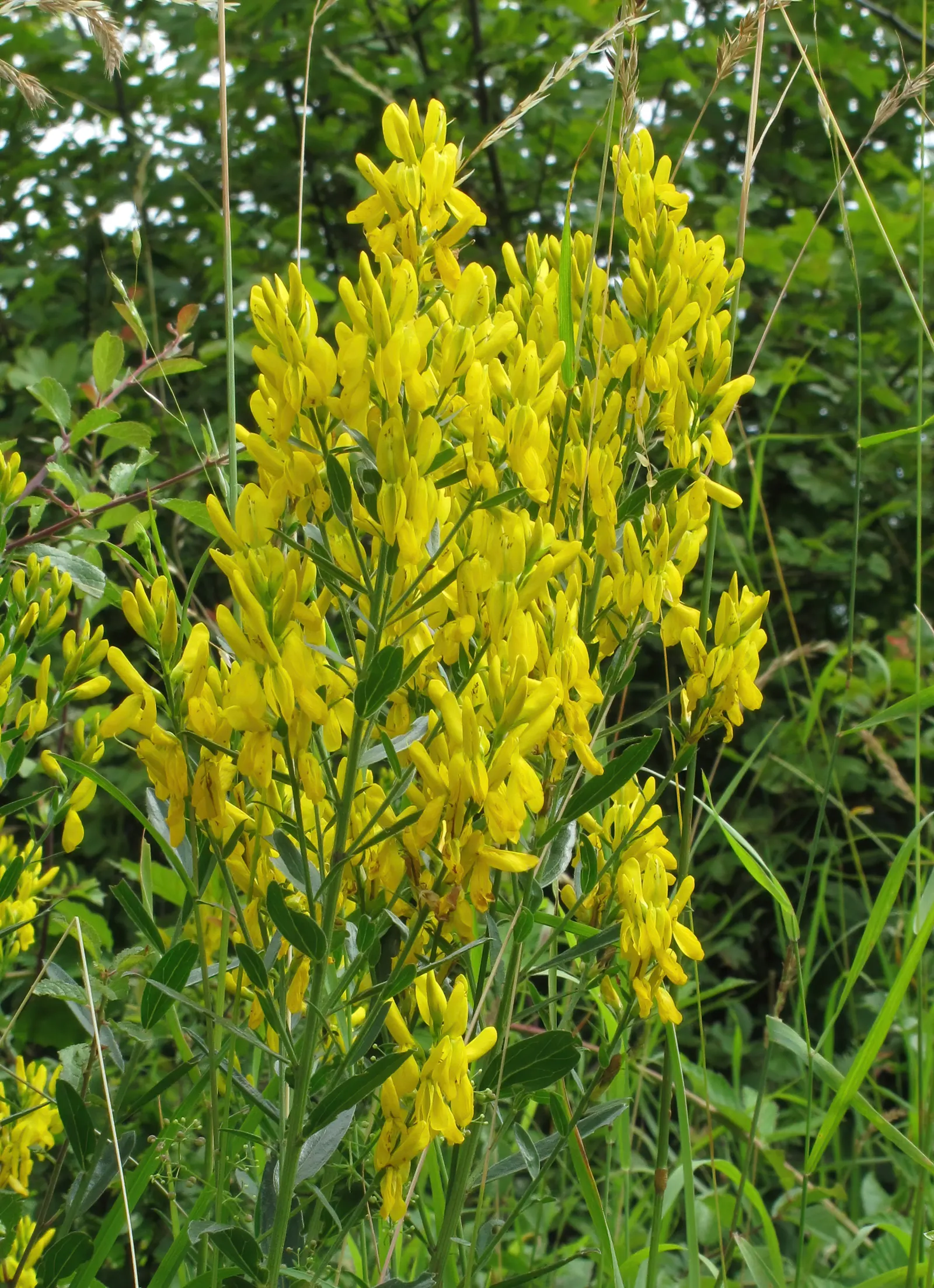 Woadwaxen (Genista Lydia) — Hardy, drought-tolerant, and low-maintenance, it adds a splash of color with minimal care; which serve as an exquisite, image 62