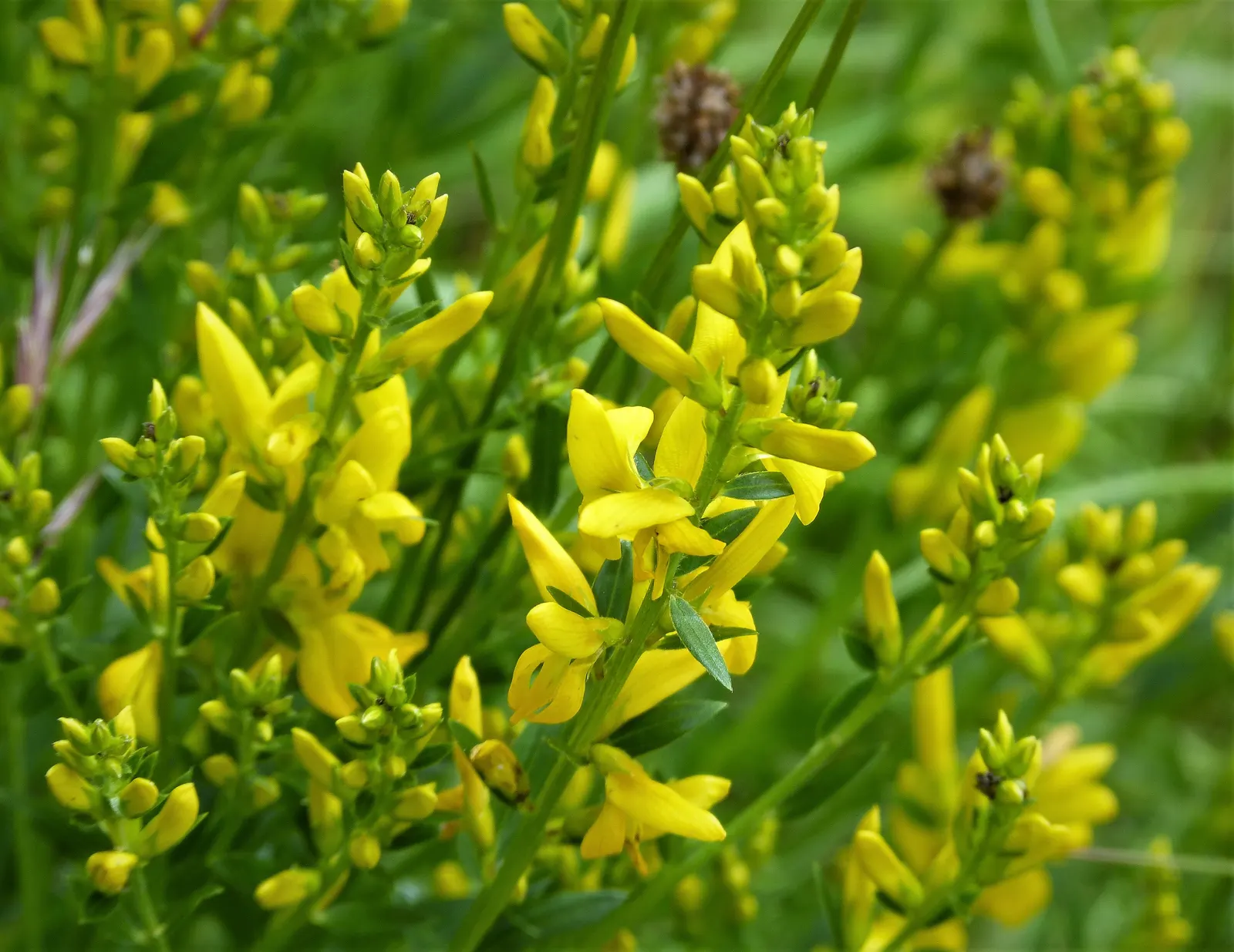 Woadwaxen (Genista Lydia) — ground cover / shrub with yellow blooms; though well-drained soil is preferable, image 83