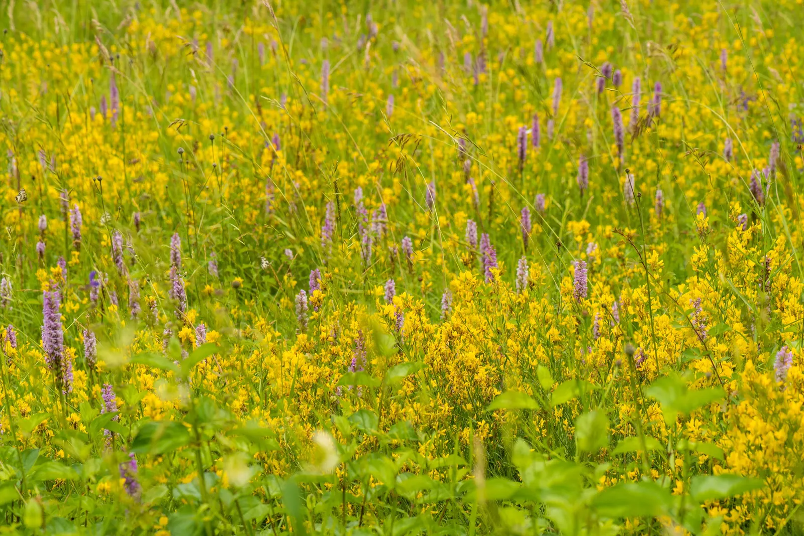 Woadwaxen (Genista Lydia) — scientifically known as Genista lydia