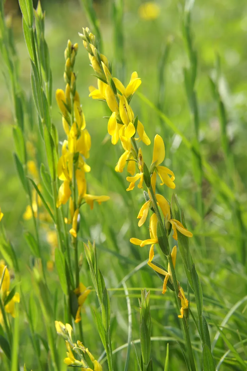 Woadwaxen (Genista Lydia) — Hardy in USDA Zones 5 through 8