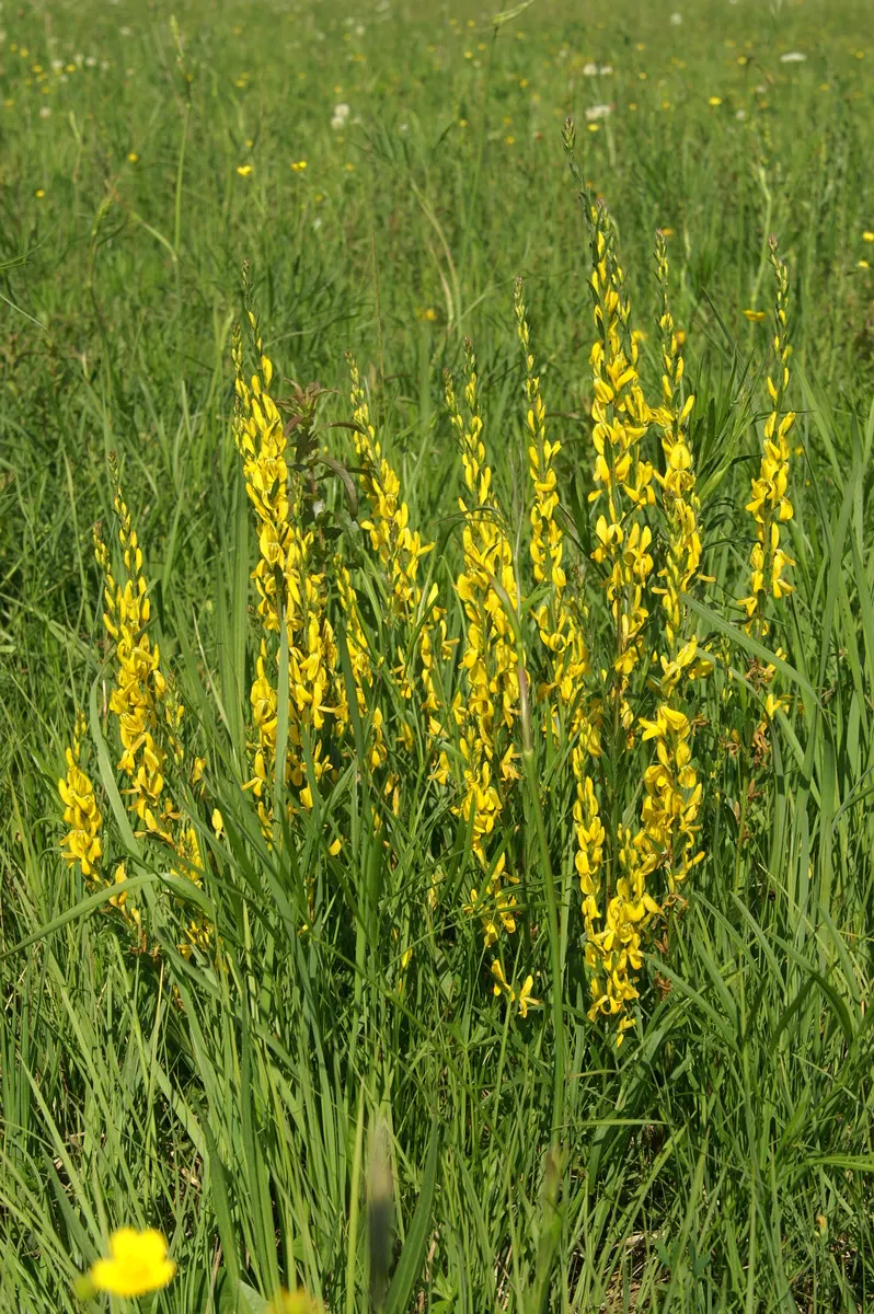 Woadwaxen (Genista Lydia) — spreads out to an approximate width of 2 to 3 feet; which serve as an exquisite backdrop to its vivid yellow blooms, image 94