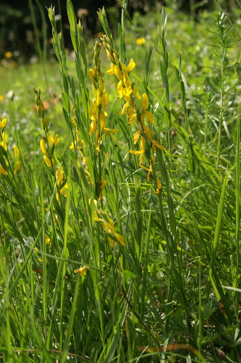 Woadwaxen (Genista Lydia) — though well-drained soil is preferable