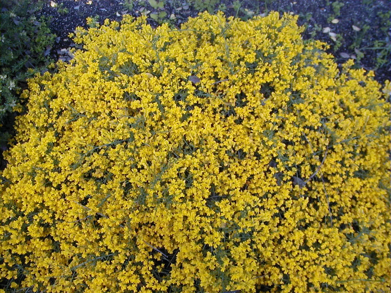 Woadwaxen (Genista Lydia) — creating a low-mounded form; its fine-textured foliage adorns arching branches, image 61