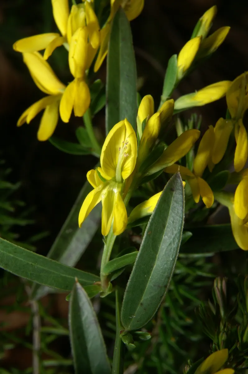Woadwaxen (Genista Lydia) — Hardy in USDA Zones 5 through 8; its fine-textured foliage adorns arching branches, image 77