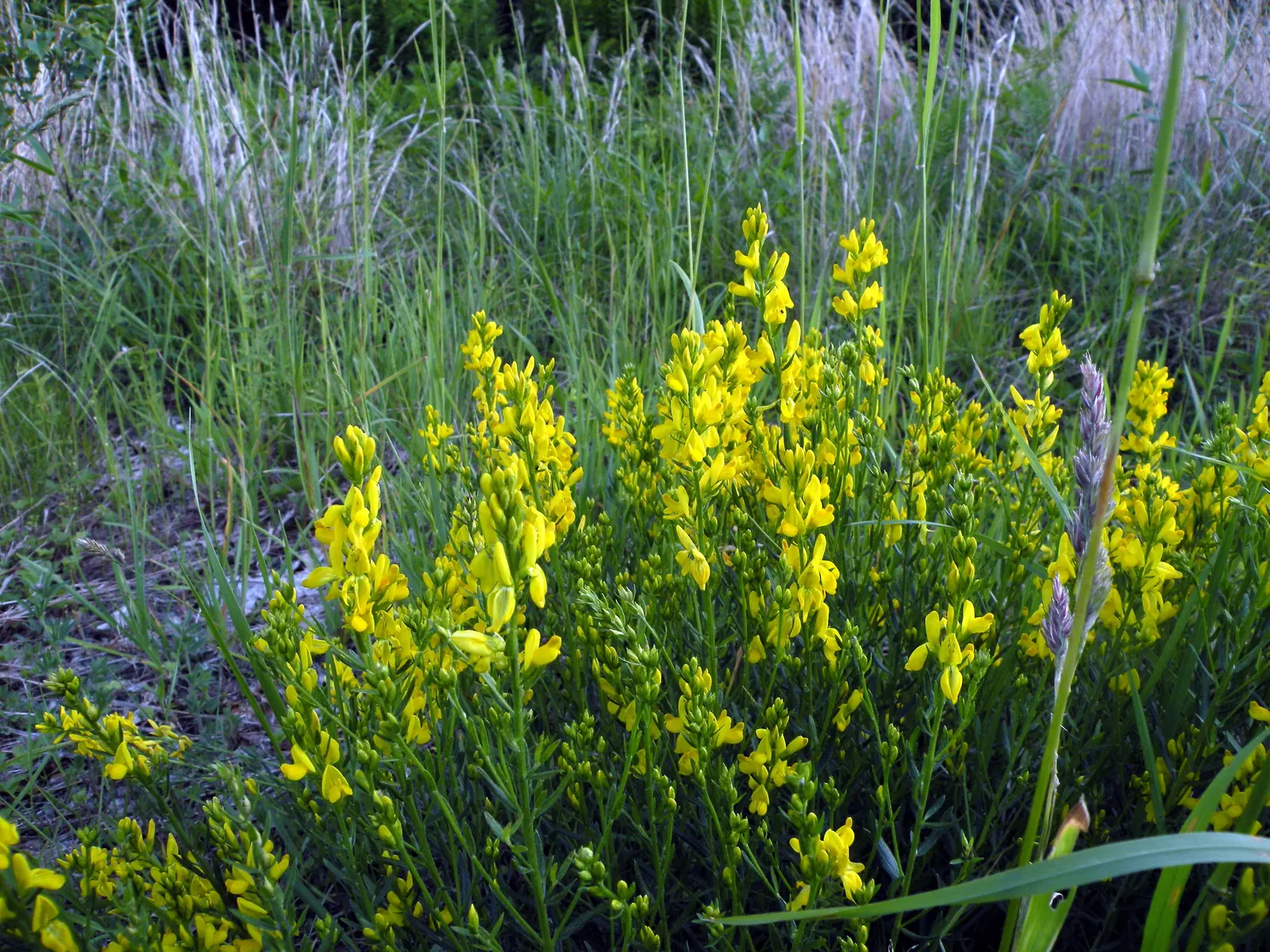 Woadwaxen (Genista Lydia) — Genista lydia adapts well to a wide range of soil types; its fine-textured foliage adorns arching branches