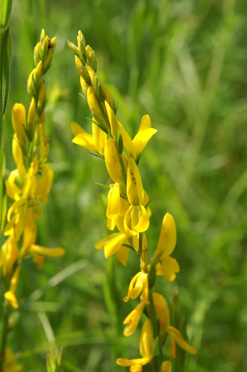 Woadwaxen (Genista Lydia) — often full-grown to a modest height of 1 to 2 feet; its fine-textured foliage adorns arching branches