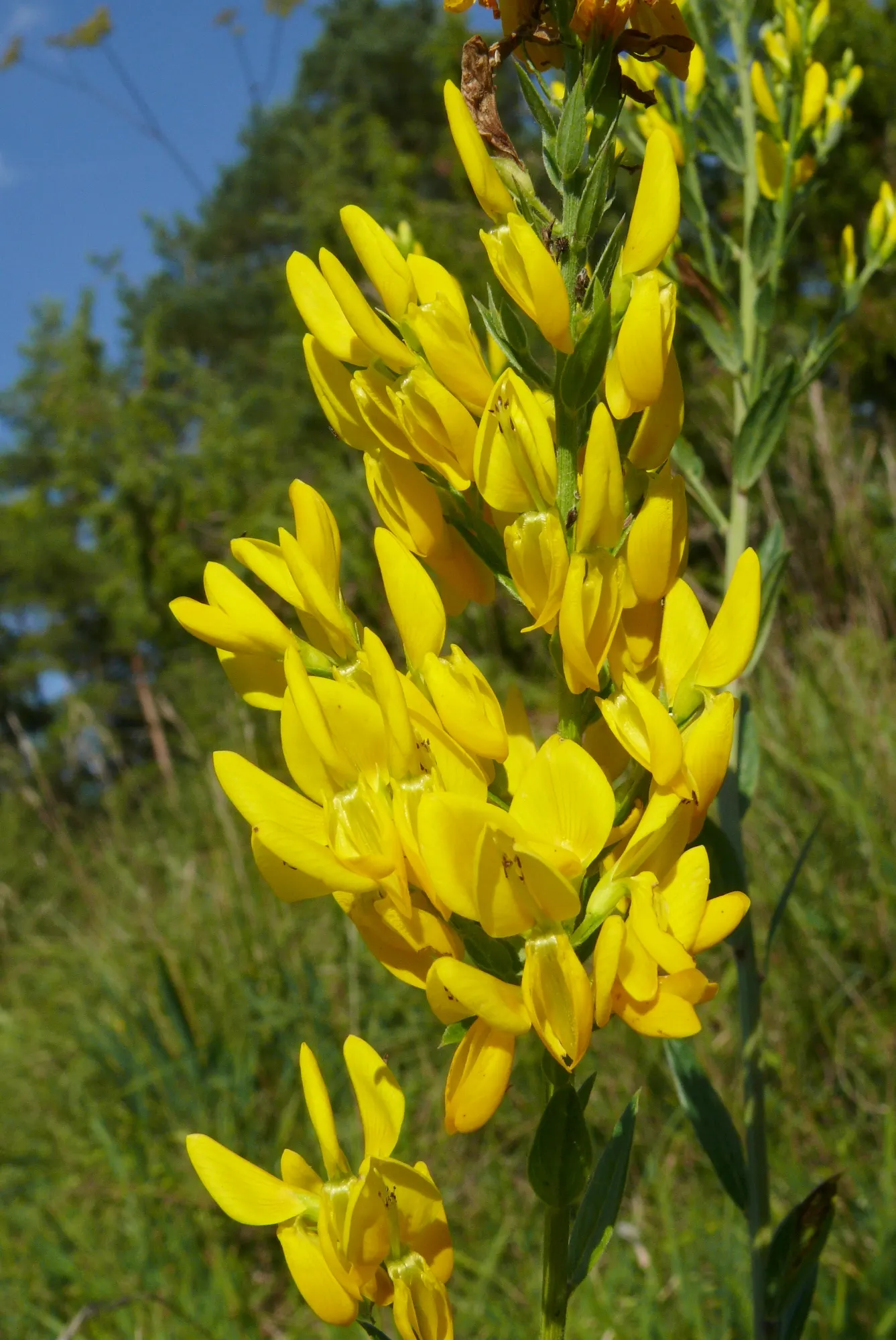 Woadwaxen (Genista Lydia) — Woadwaxen (Genista lydia) shines in landscapes with its vibrant yellow blooms in late spring to early summer; its fine-textured