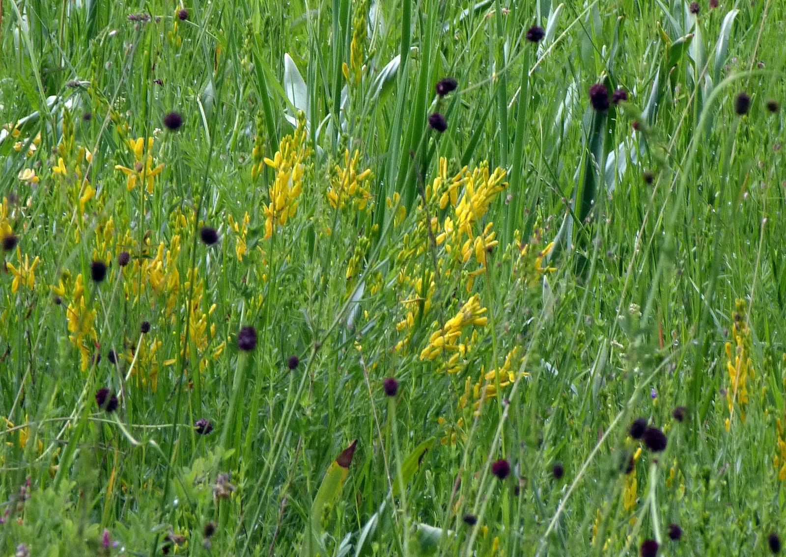 Woadwaxen (Genista Lydia) — though well-drained soil is preferable; which serve as an exquisite backdrop to its vivid yellow blooms