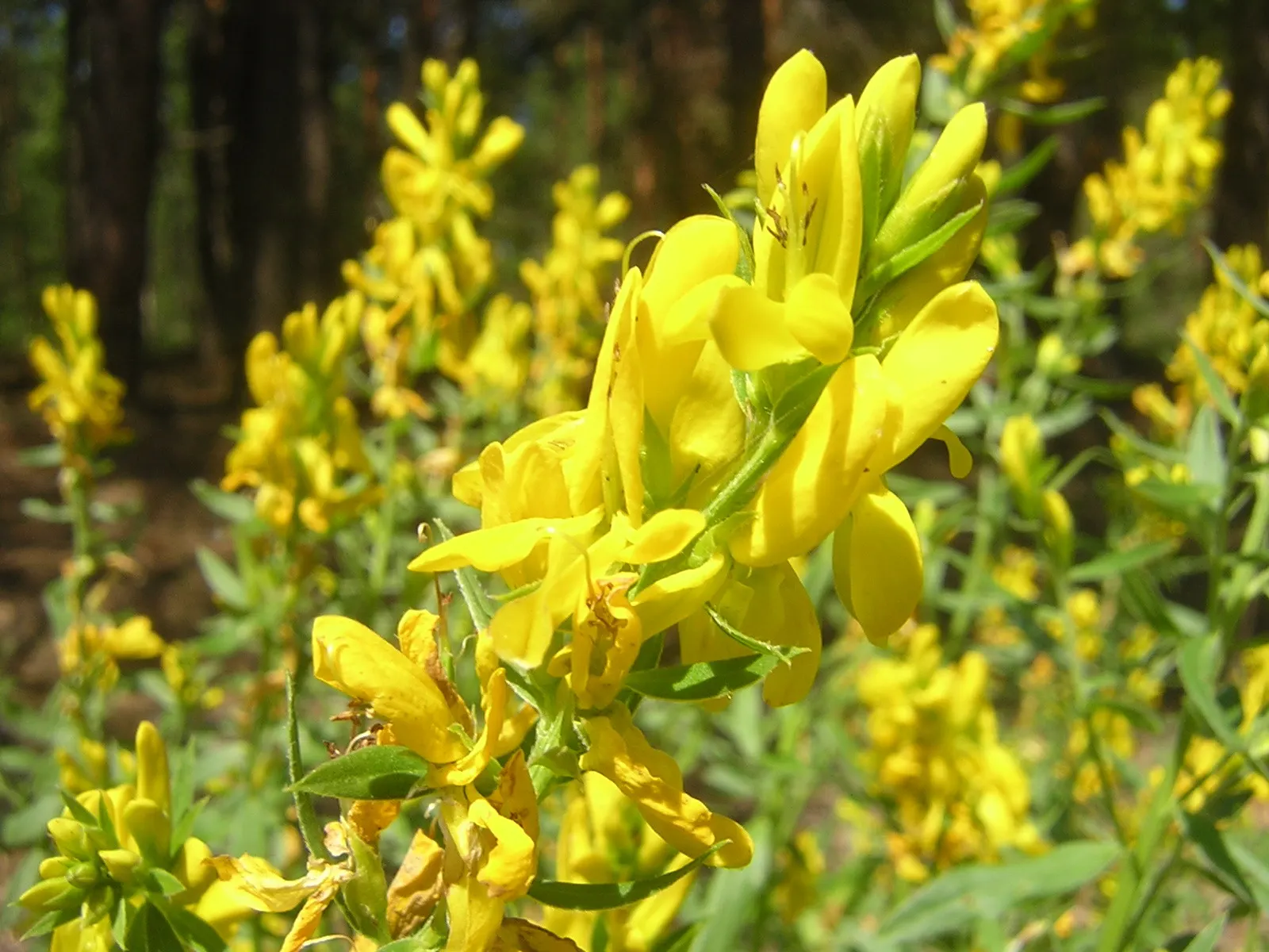 Woadwaxen (Genista Lydia) — reaching 1-2 feet tall with a spread of 2-3 feet; which serve as an exquisite backdrop to its vivid yellow blooms, image 58