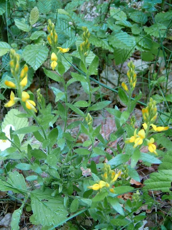 Woadwaxen (Genista Lydia) — Woadwaxen is an excellent choice to enchant visitors and provide a long-lasting