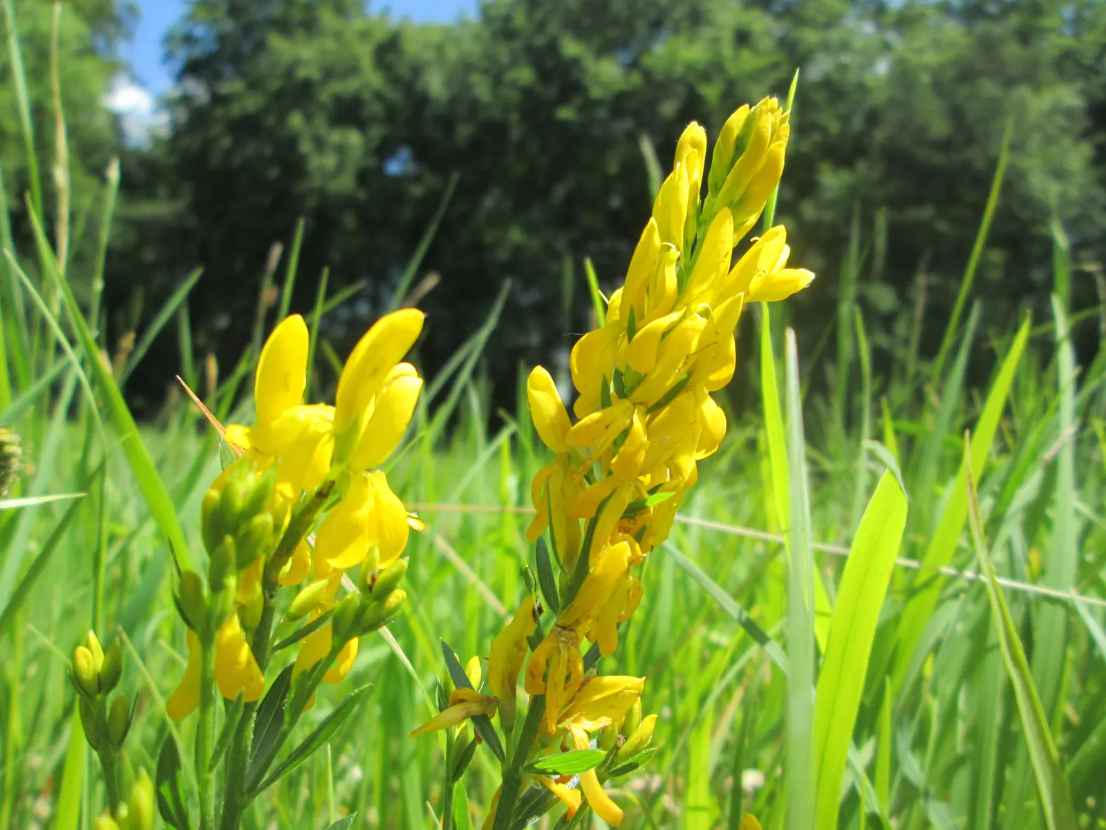 Woadwaxen (Genista Lydia) — the plant retains its dense