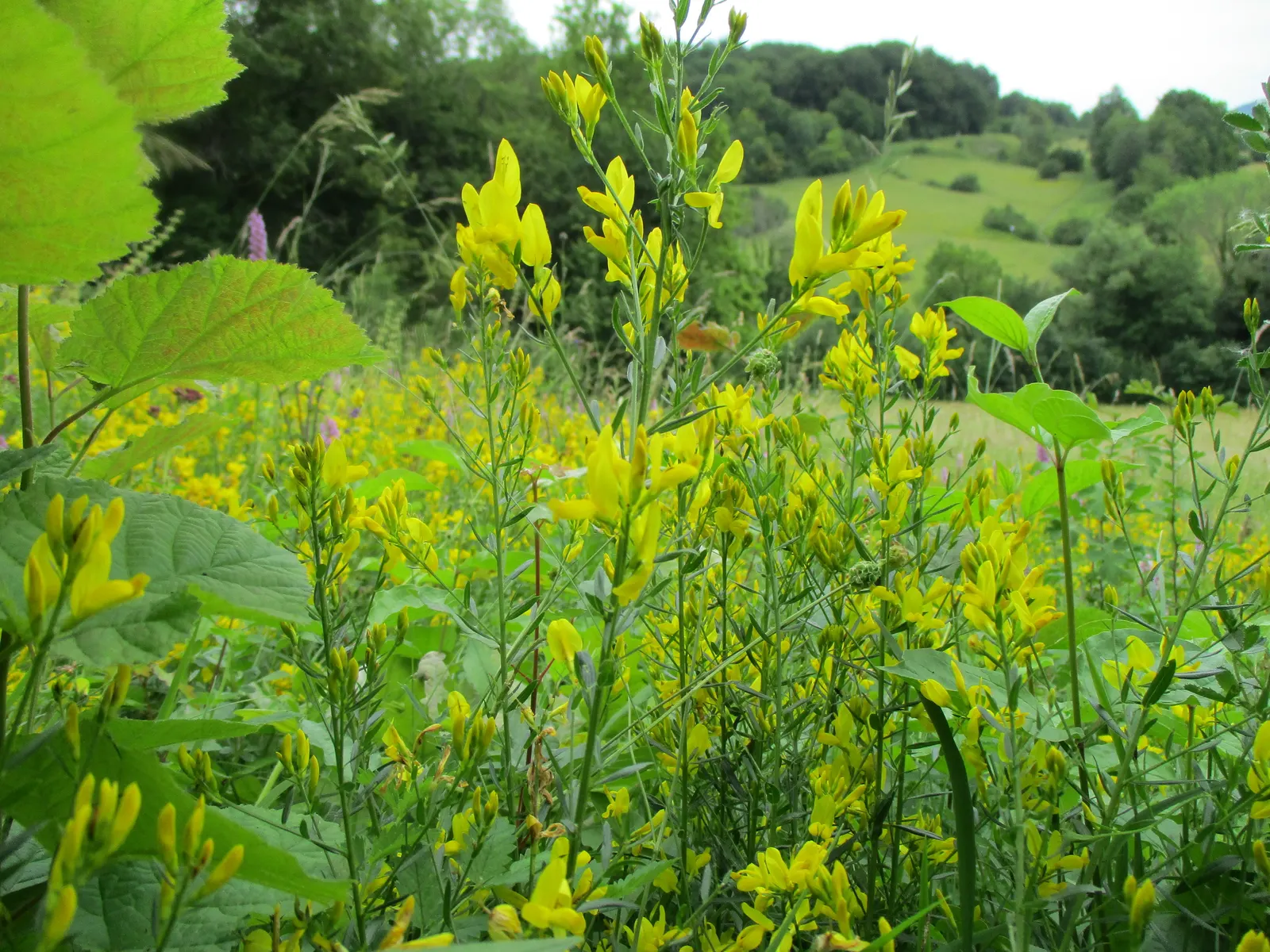 Woadwaxen (Genista Lydia) — Woadwaxen (Genista lydia) shines in landscapes with its vibrant yellow blooms in late spring to early summer