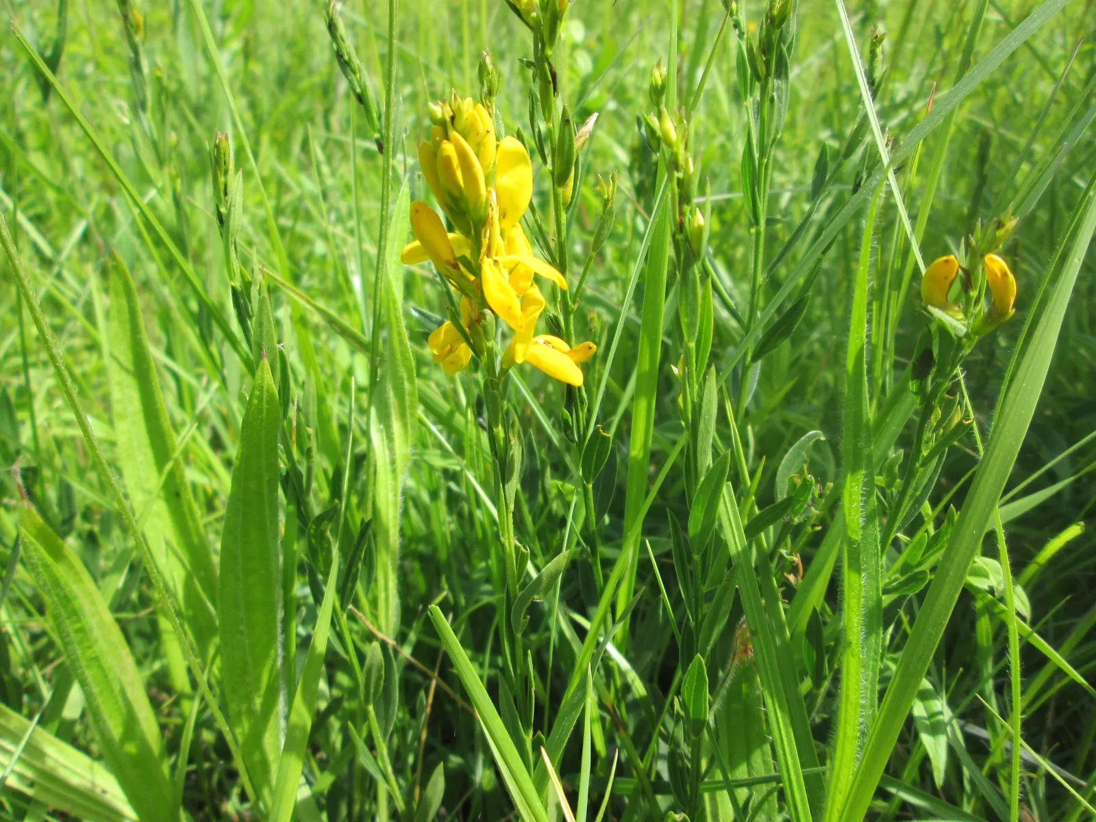 Woadwaxen (Genista Lydia) — yellow flowers in the garden; which serve as an exquisite backdrop to its vivid yellow blooms, image 82