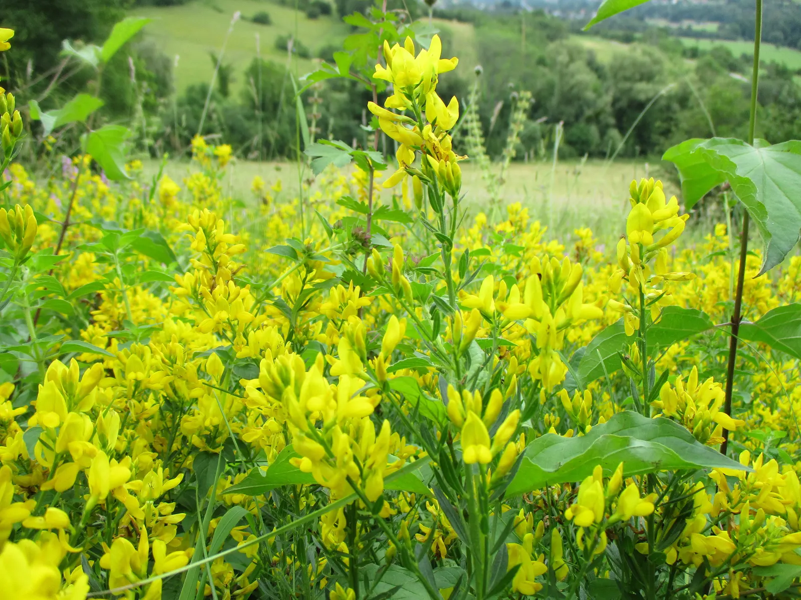 Woadwaxen (Genista Lydia) — making it an excellent choice for xeriscaped gardens or dry; resilient presence in the garden