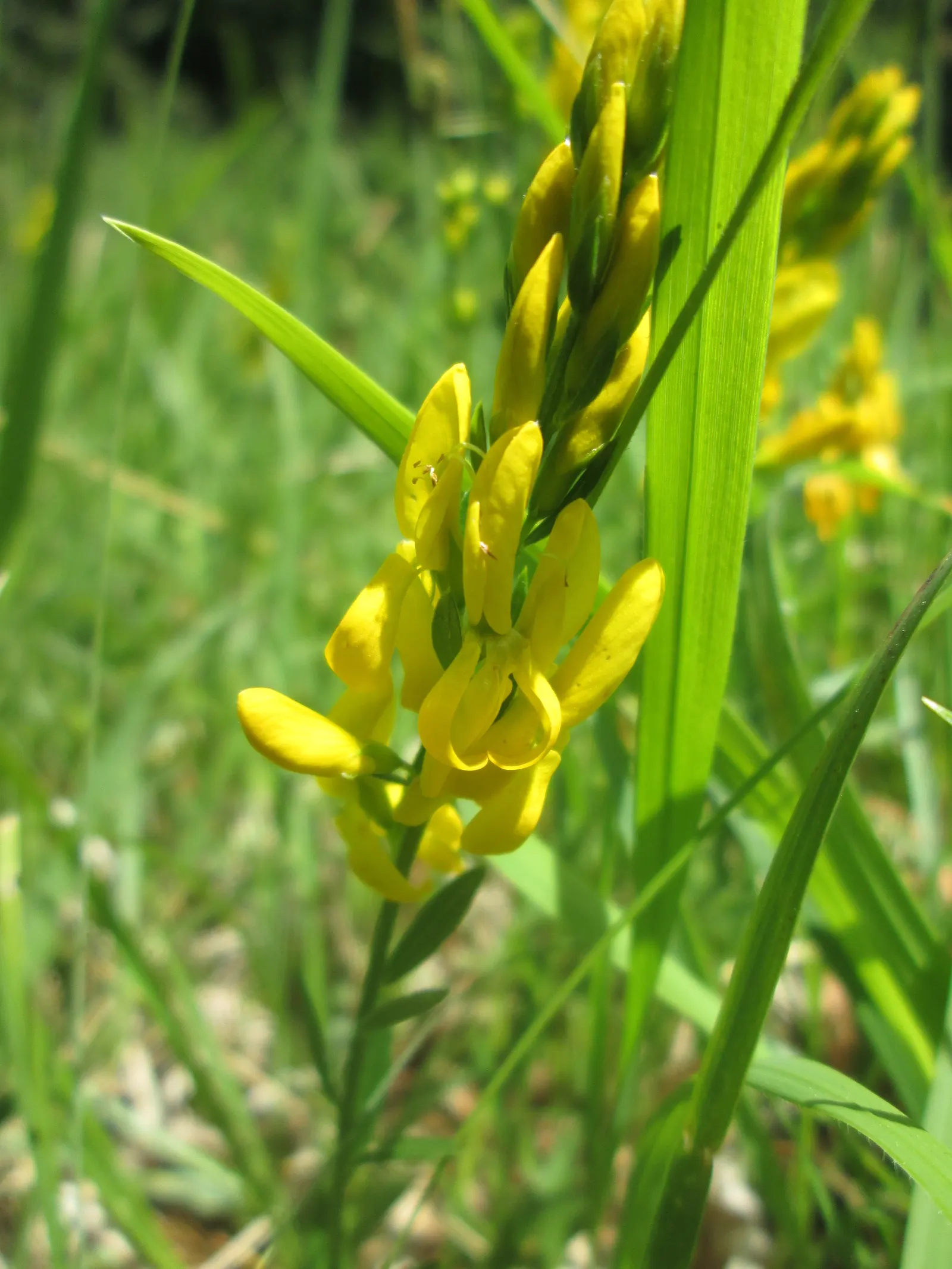 Woadwaxen (Genista Lydia) — Its fine-textured foliage adorns arching branches; resilient presence in the garden, image 88