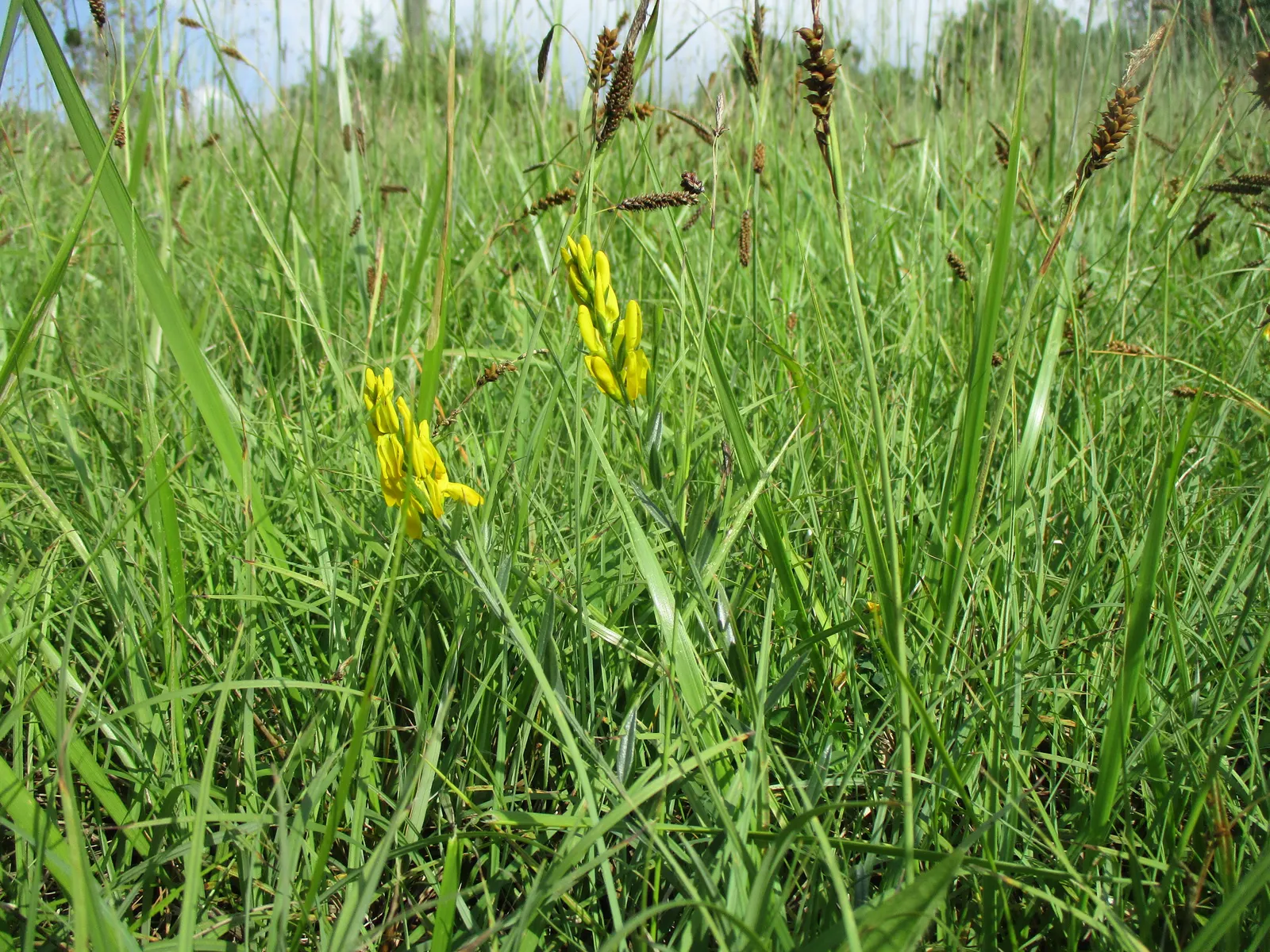 Woadwaxen (Genista Lydia) — yellow flowers in the garden