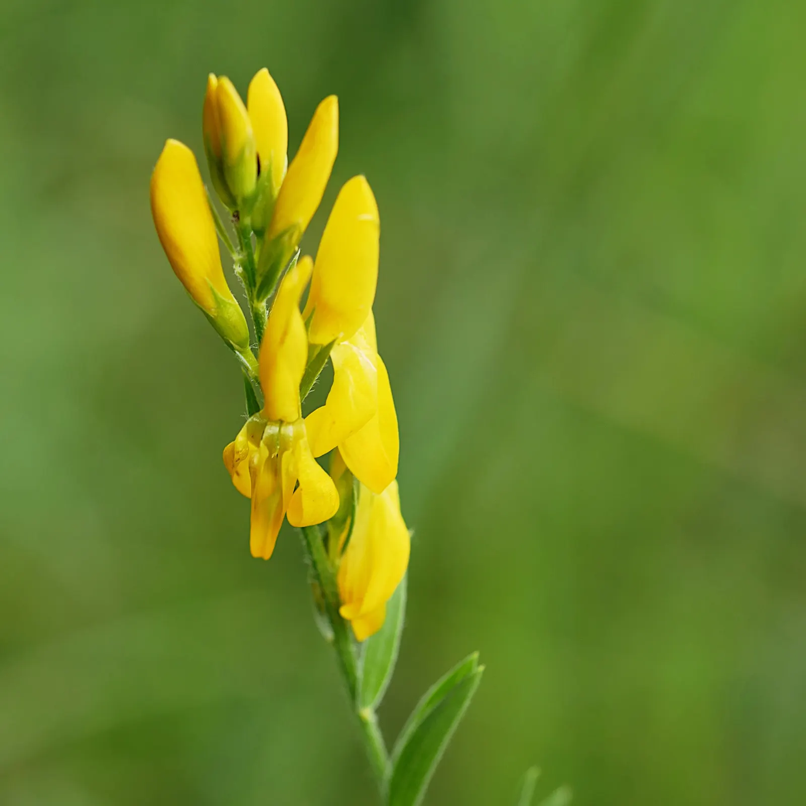 Woadwaxen (Genista Lydia) — yellow flowers in the garden; which serve as an exquisite backdrop to its vivid yellow blooms