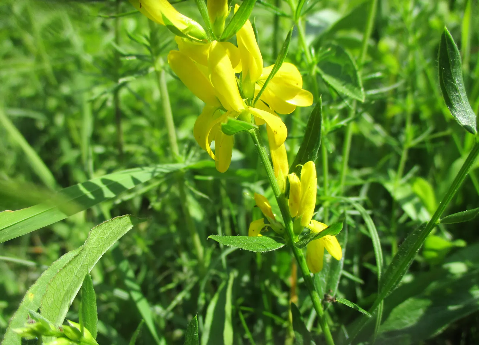 Woadwaxen (Genista Lydia) — the plant retains its dense; though well-drained soil is preferable